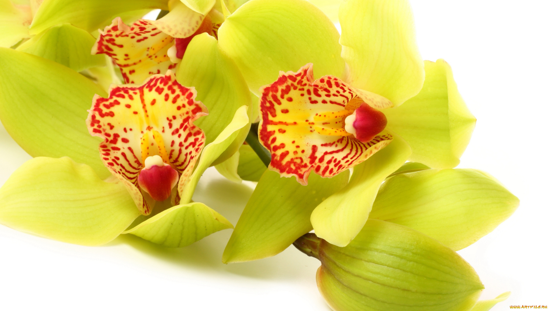 цветы, орхидеи, экзотика