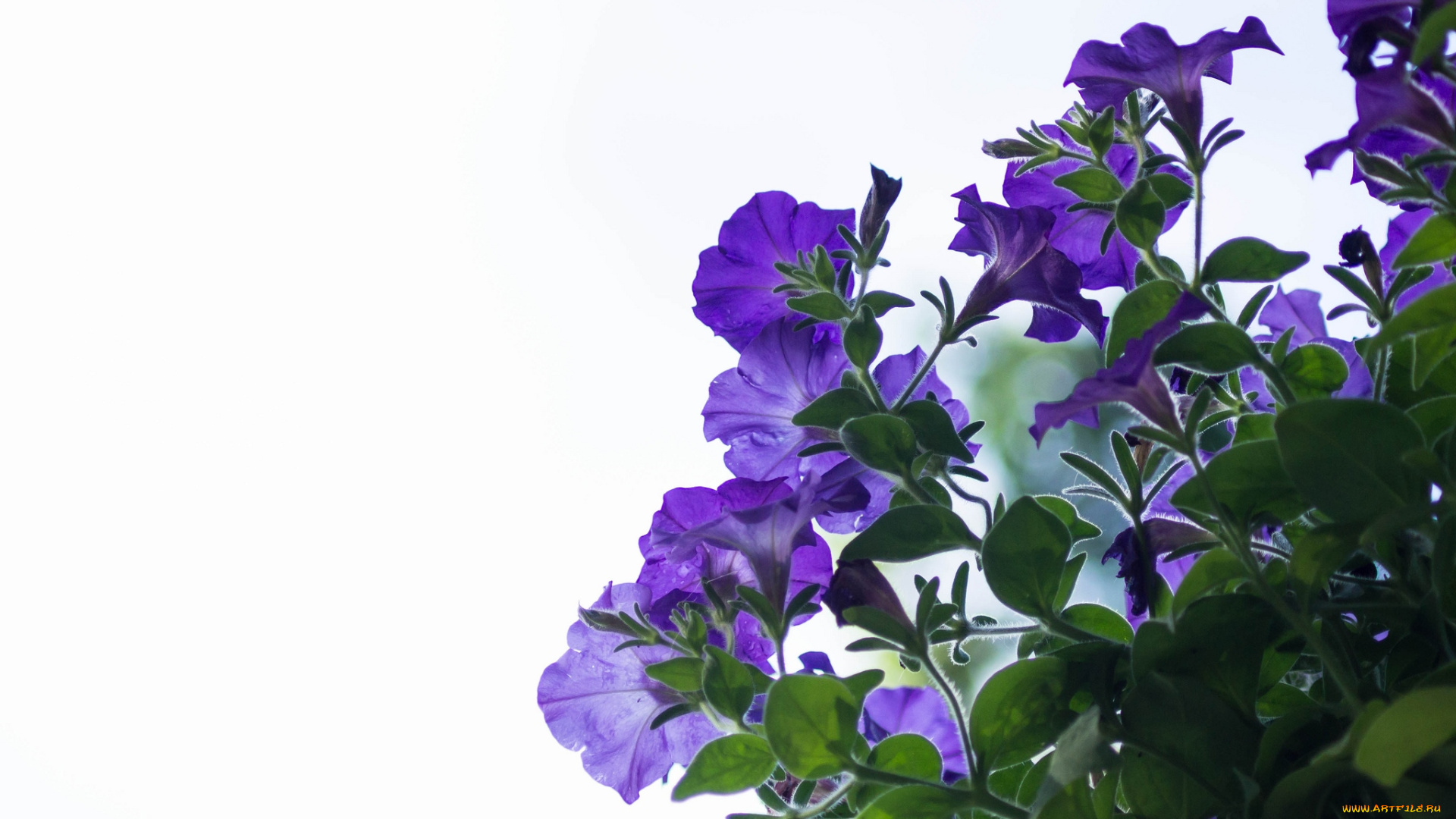 цветы, петунии, , калибрахоа, петуния