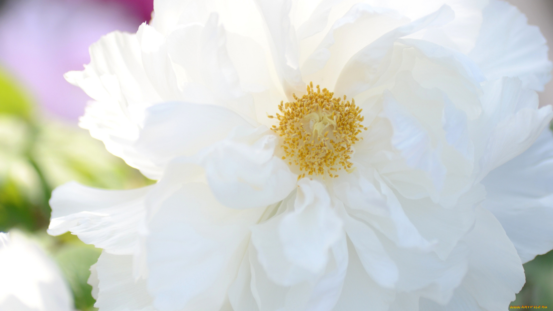 цветы, пионы, белоснежный