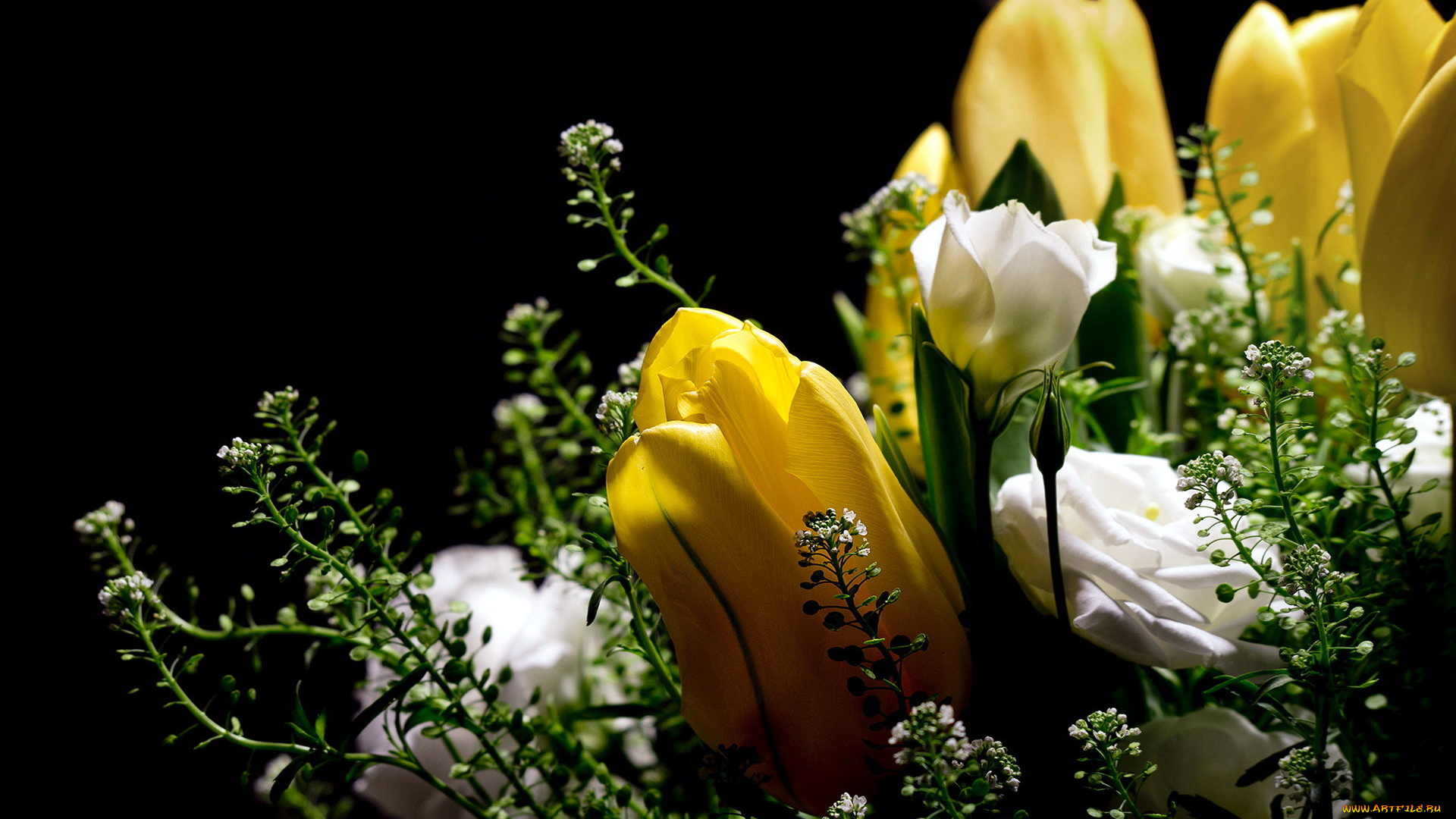 цветы, разные, вместе, желтый, белый
