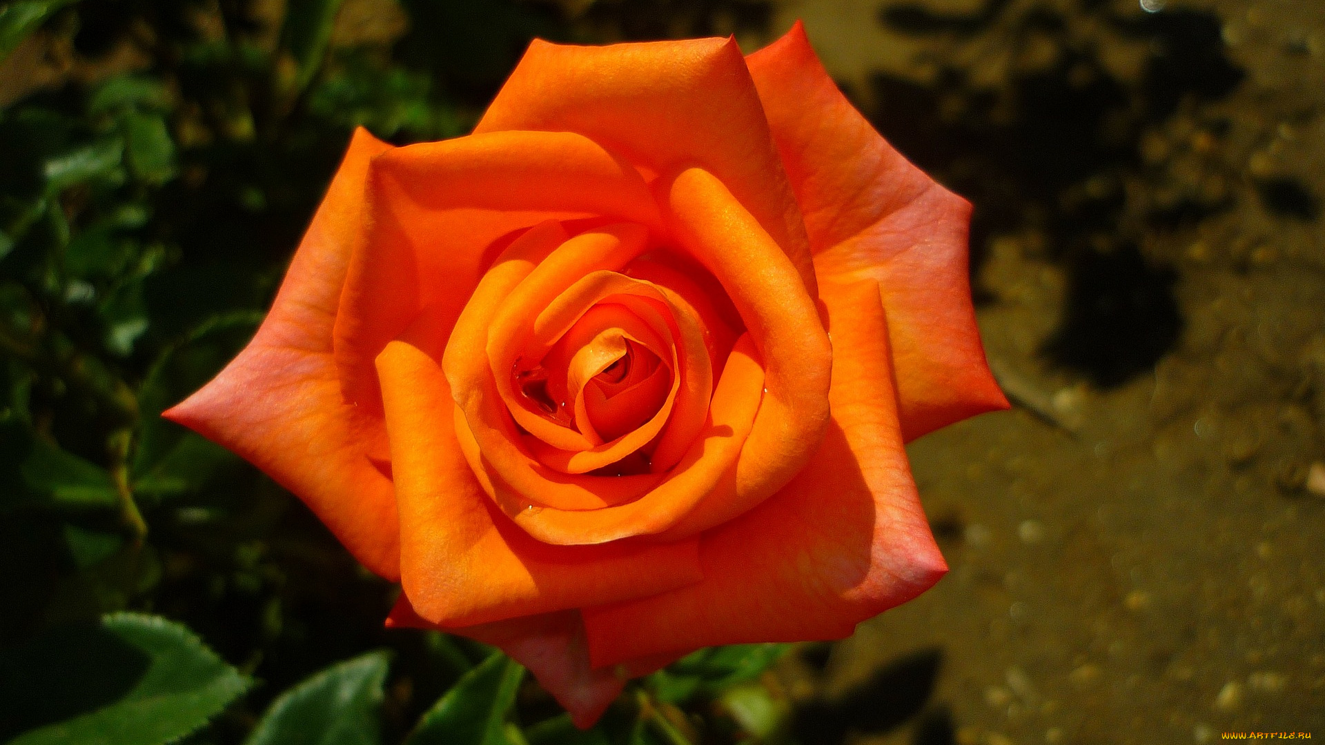 цветы, розы, персиковый