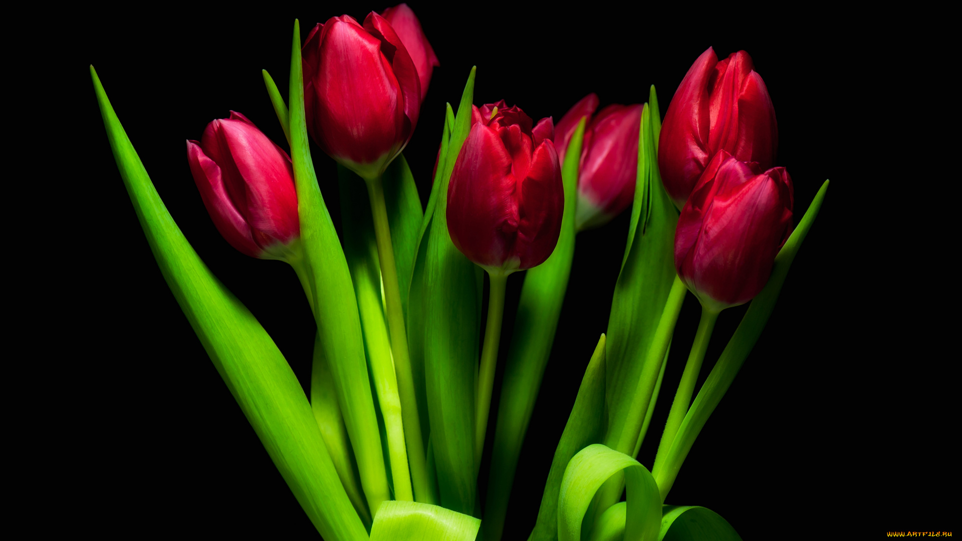 цветы, тюльпаны, бутоны