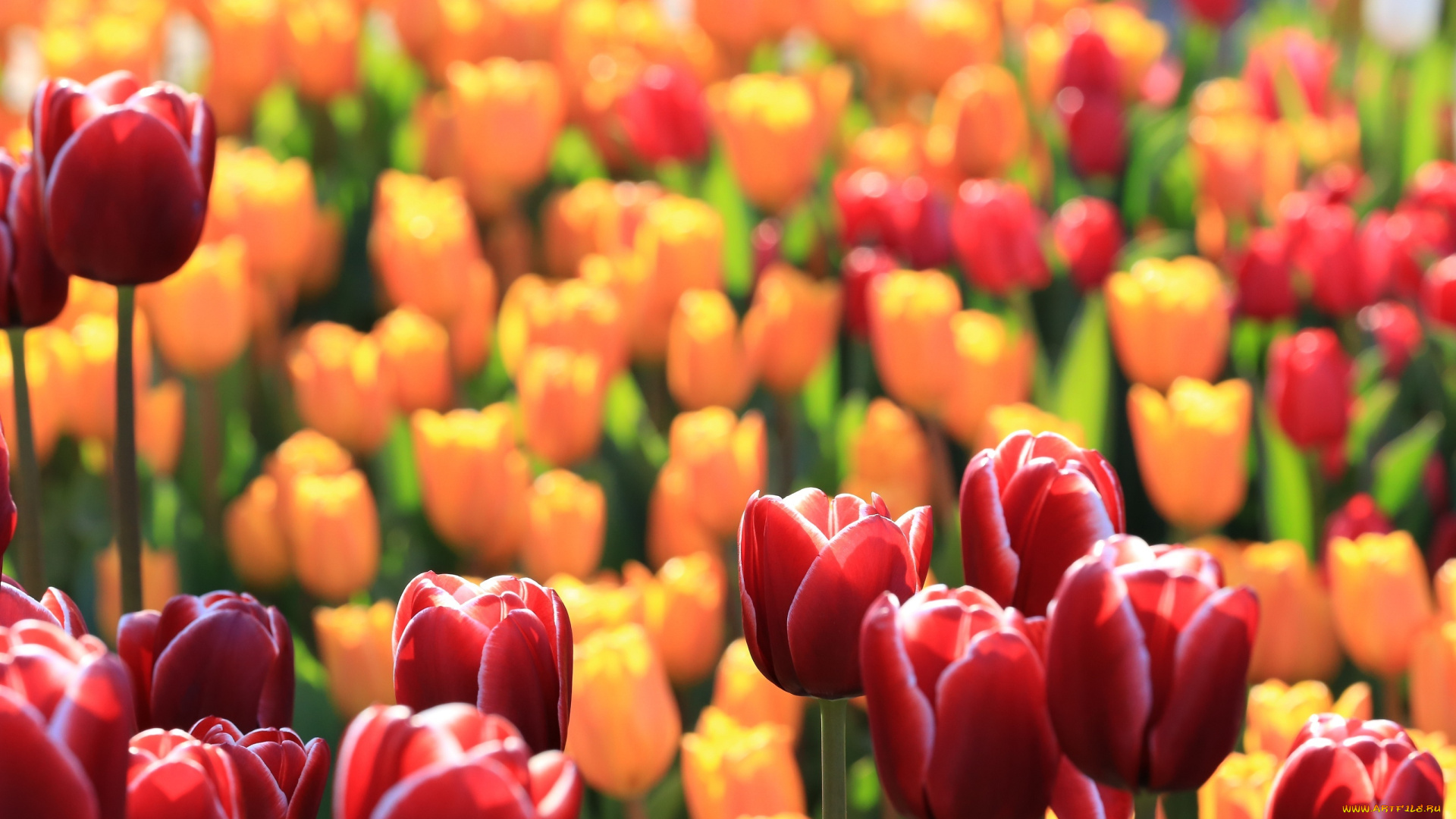 цветы, тюльпаны, красные, желтые