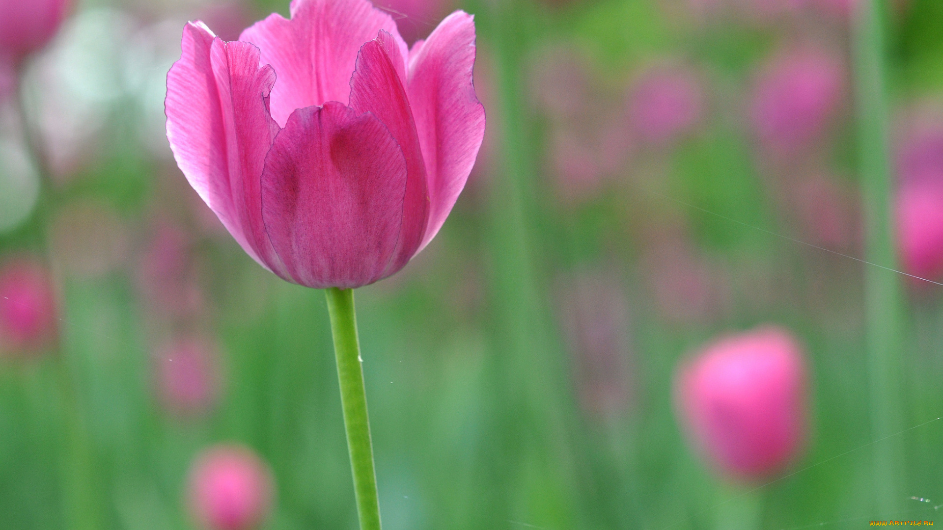цветы, тюльпаны, тюльпан