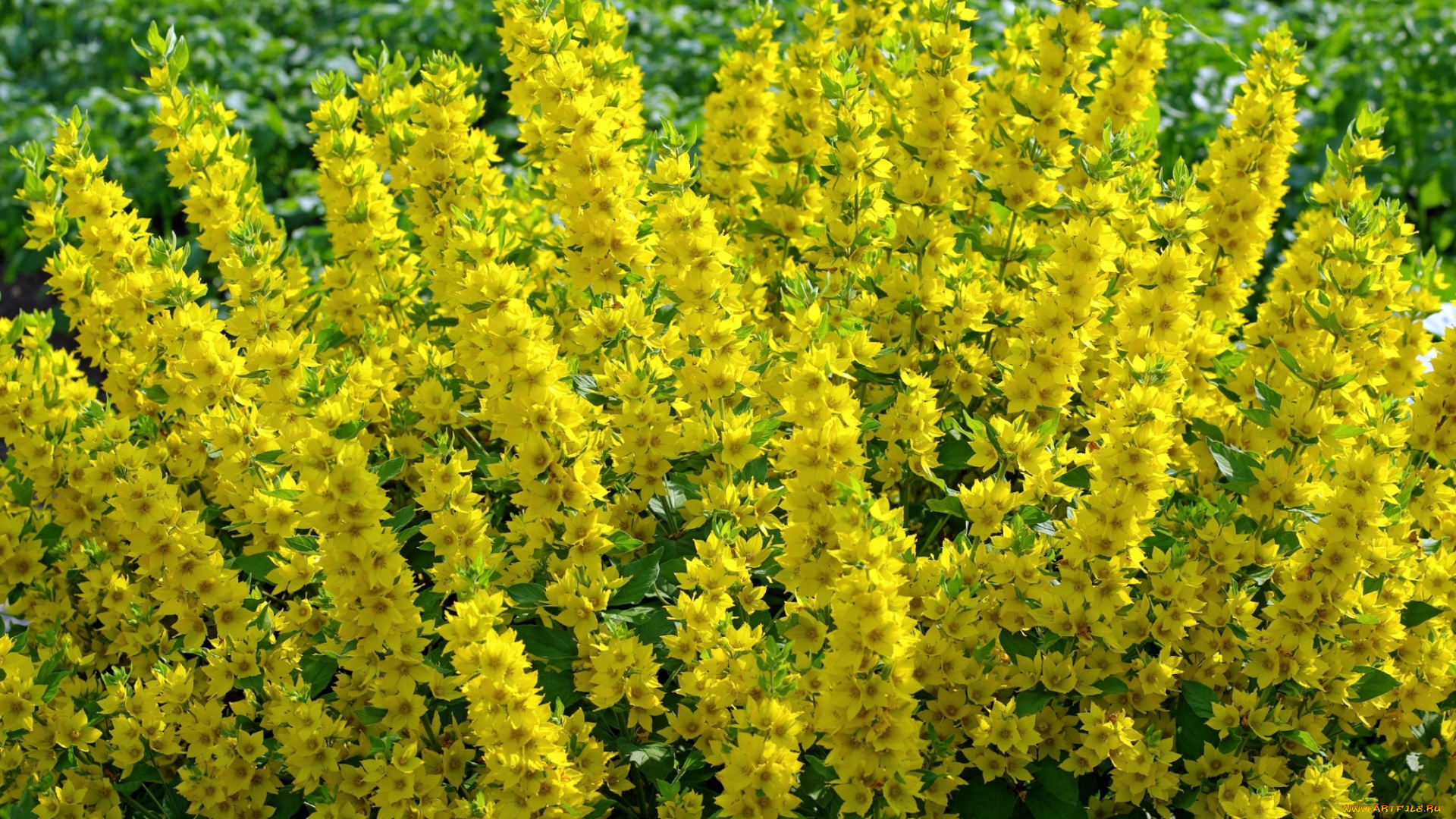 цветы, желтый