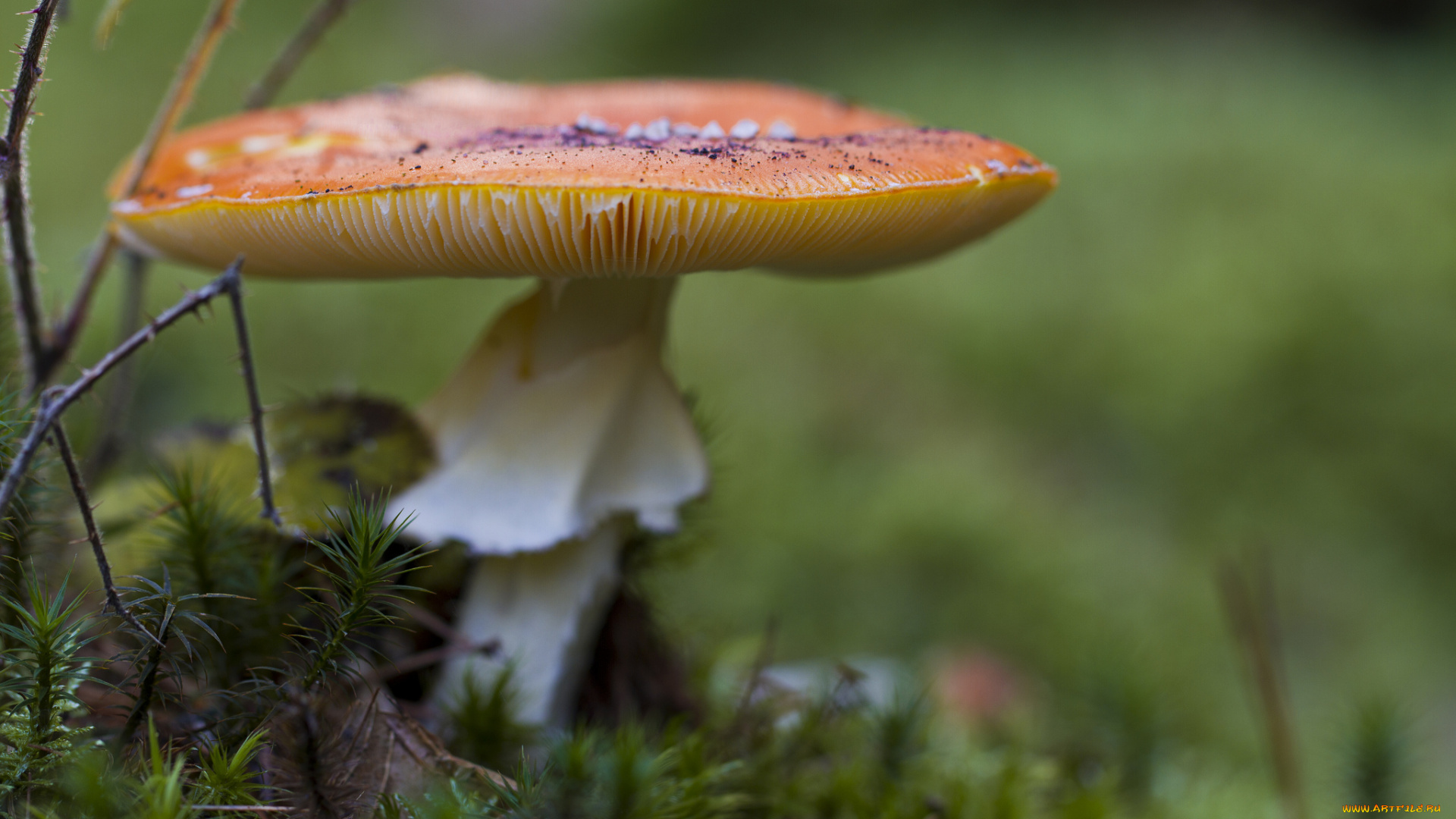 природа, грибы, гриб