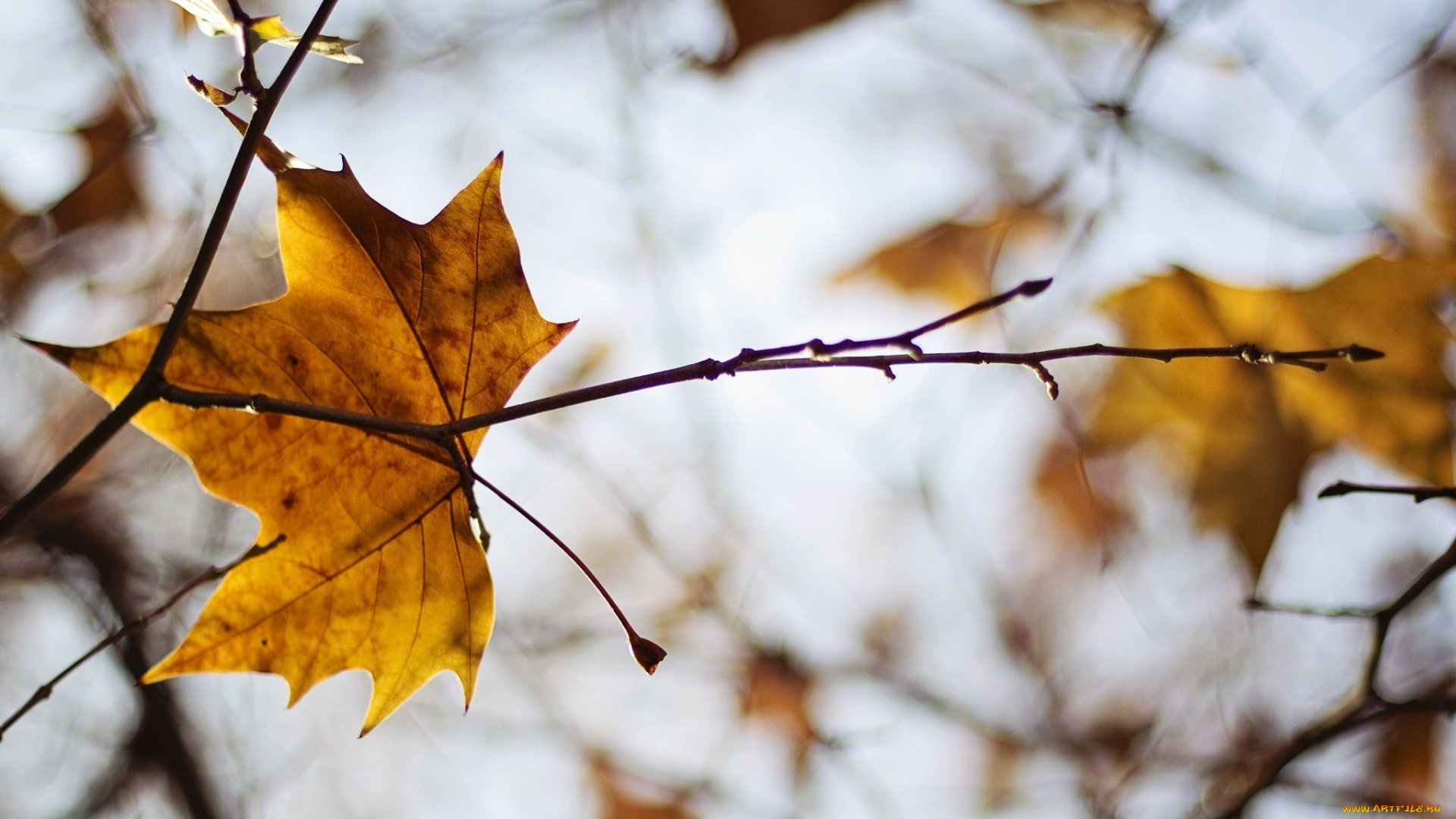 природа, листья, осень, веточка, макро, лист, желтый