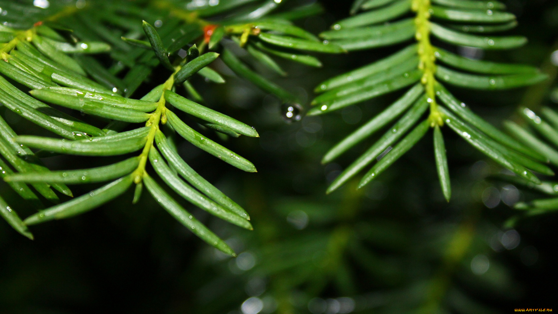 природа, макро, веточка