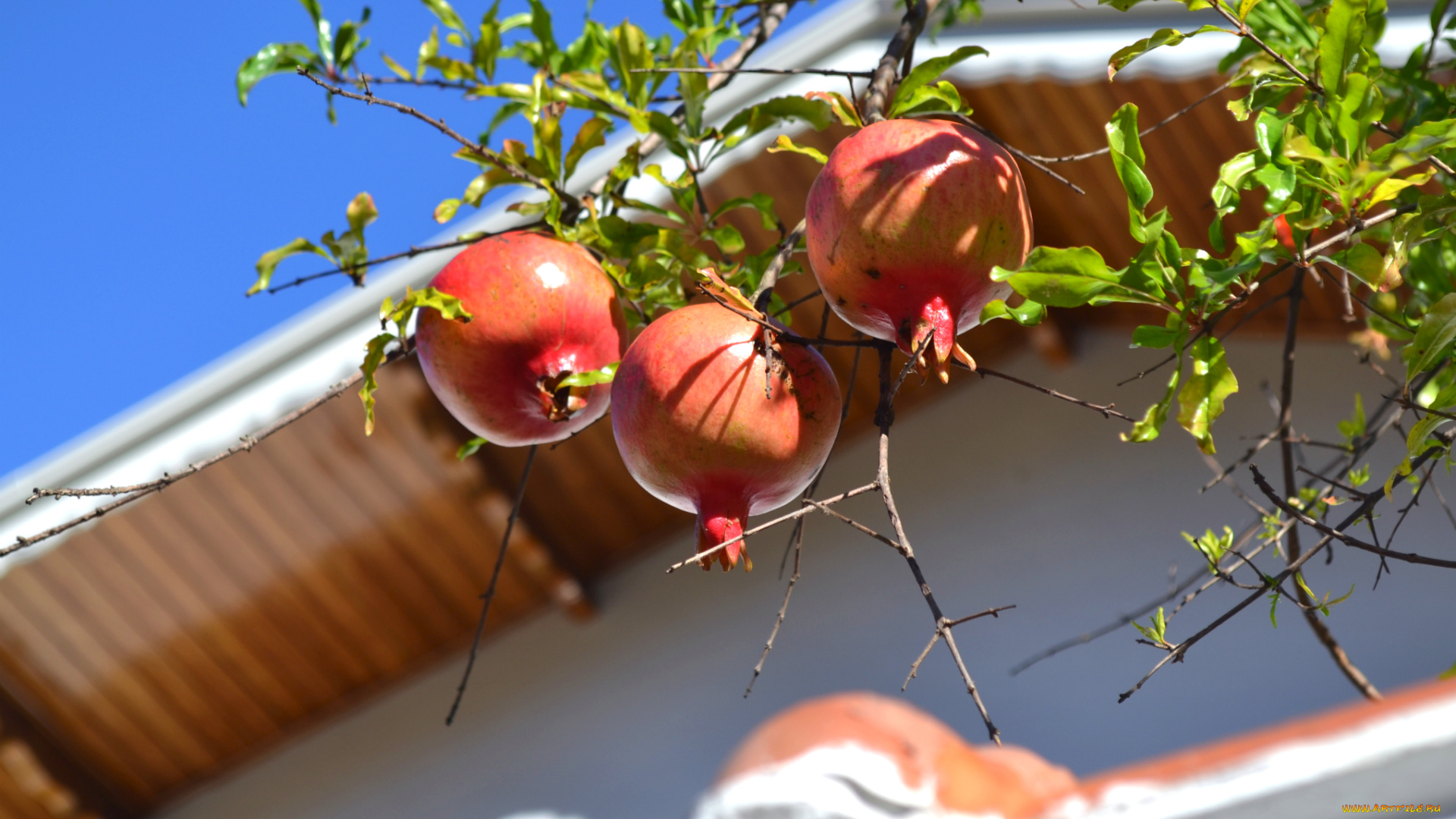 природа, плоды, гранат