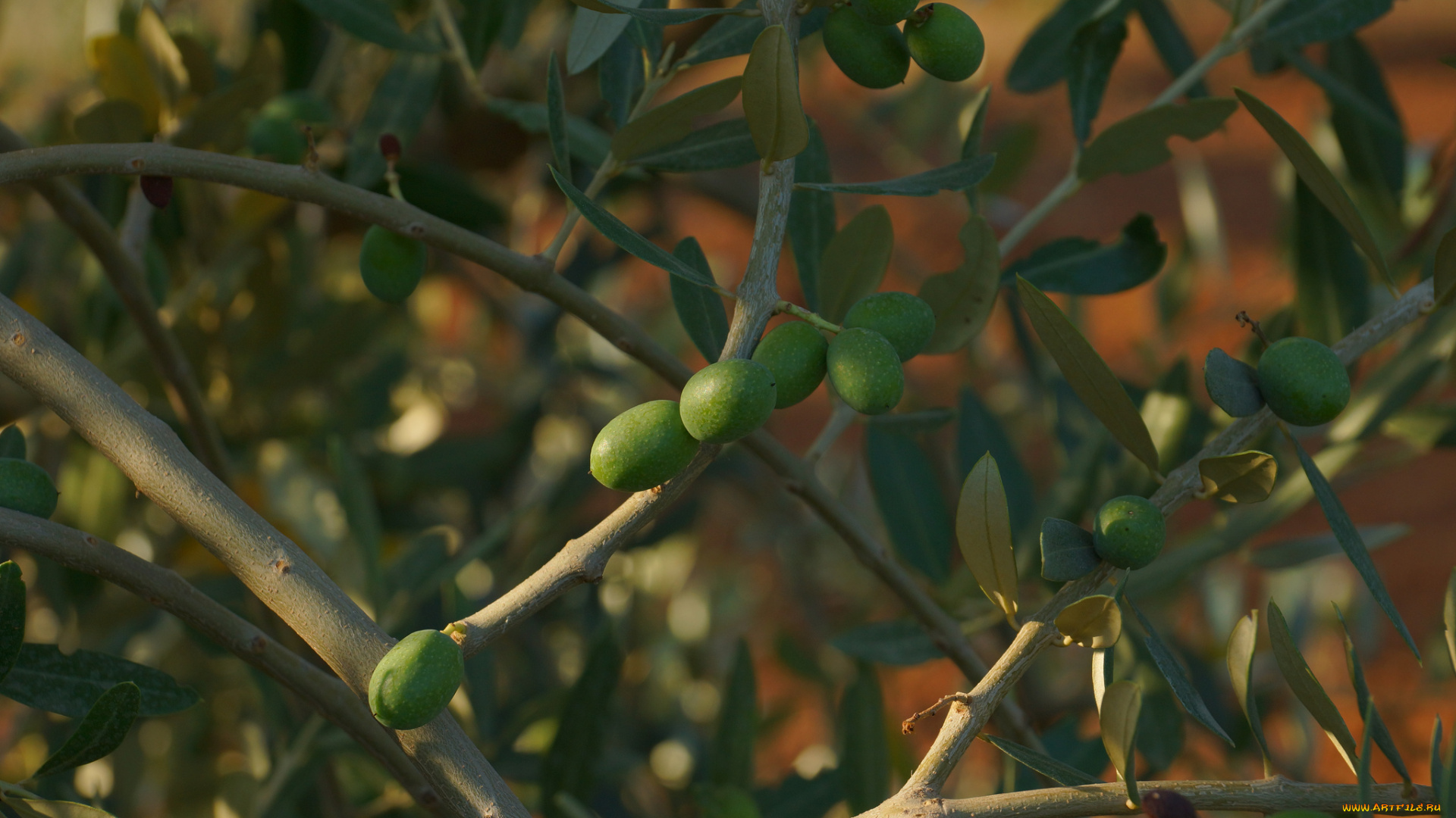 природа, плоды, оливки