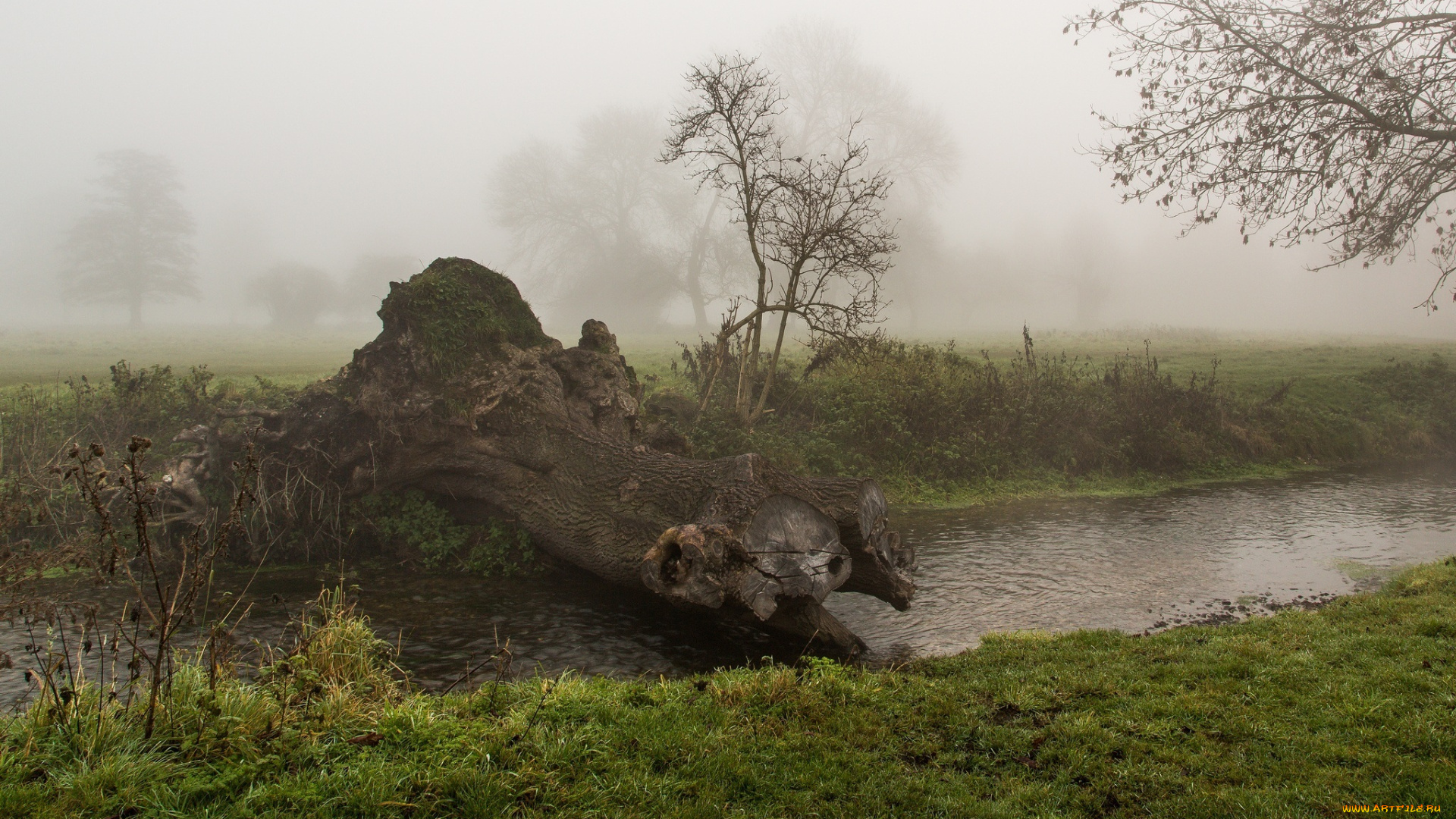 природа, реки, озера, речка, берег, пейзаж, туман, деревья