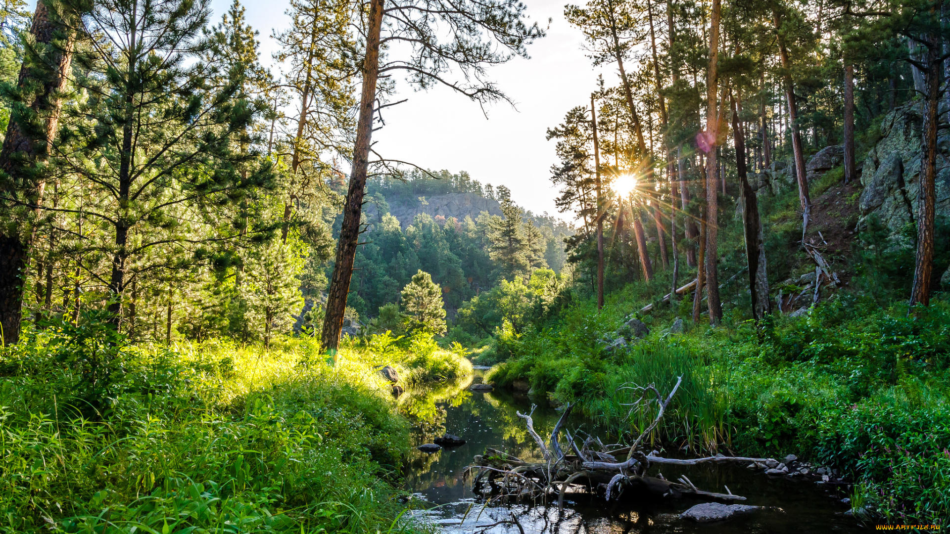 природа, восходы, закаты, лес, трава, ручей, лучи, солнце, сучья