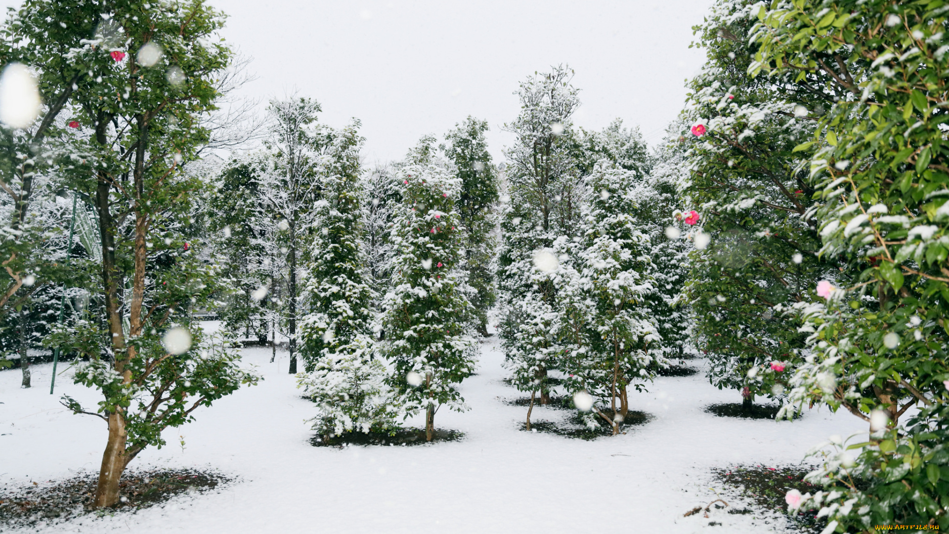 природа, зима