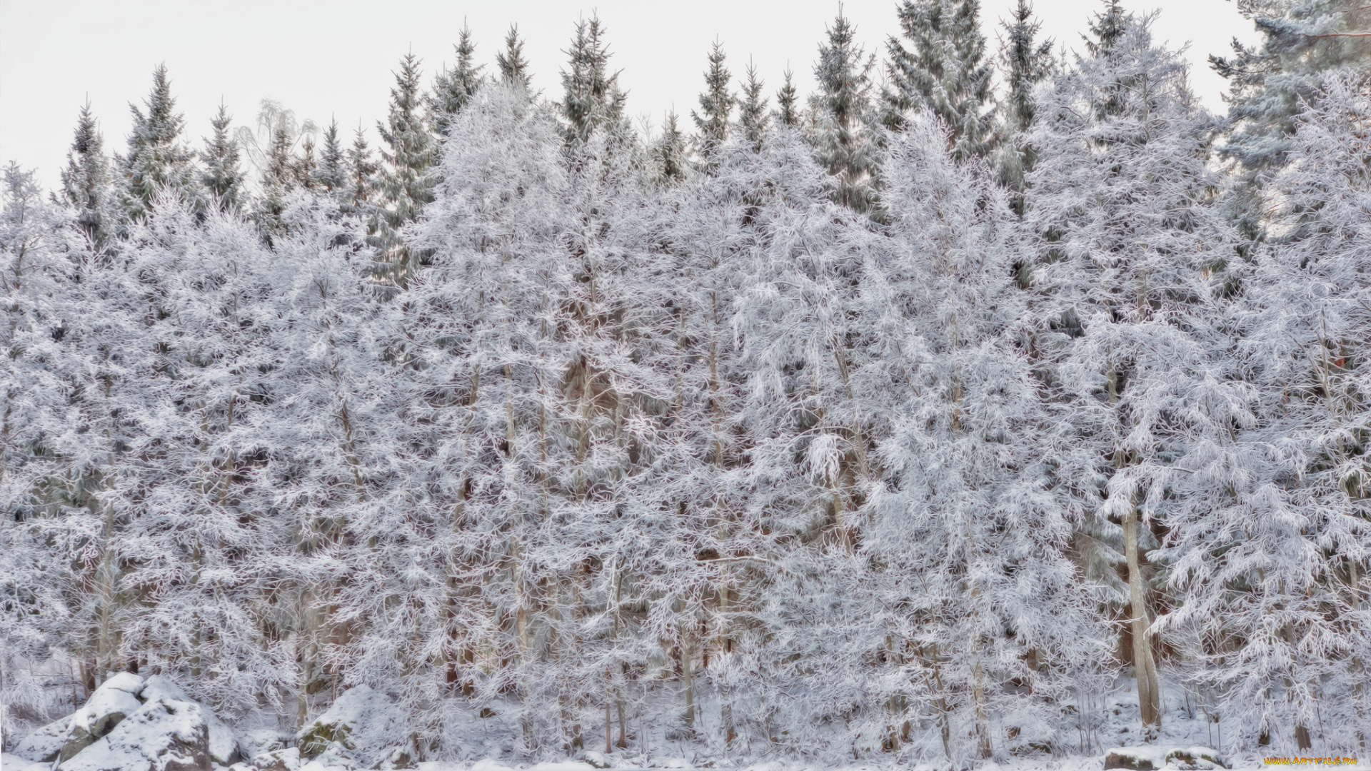 природа, зима