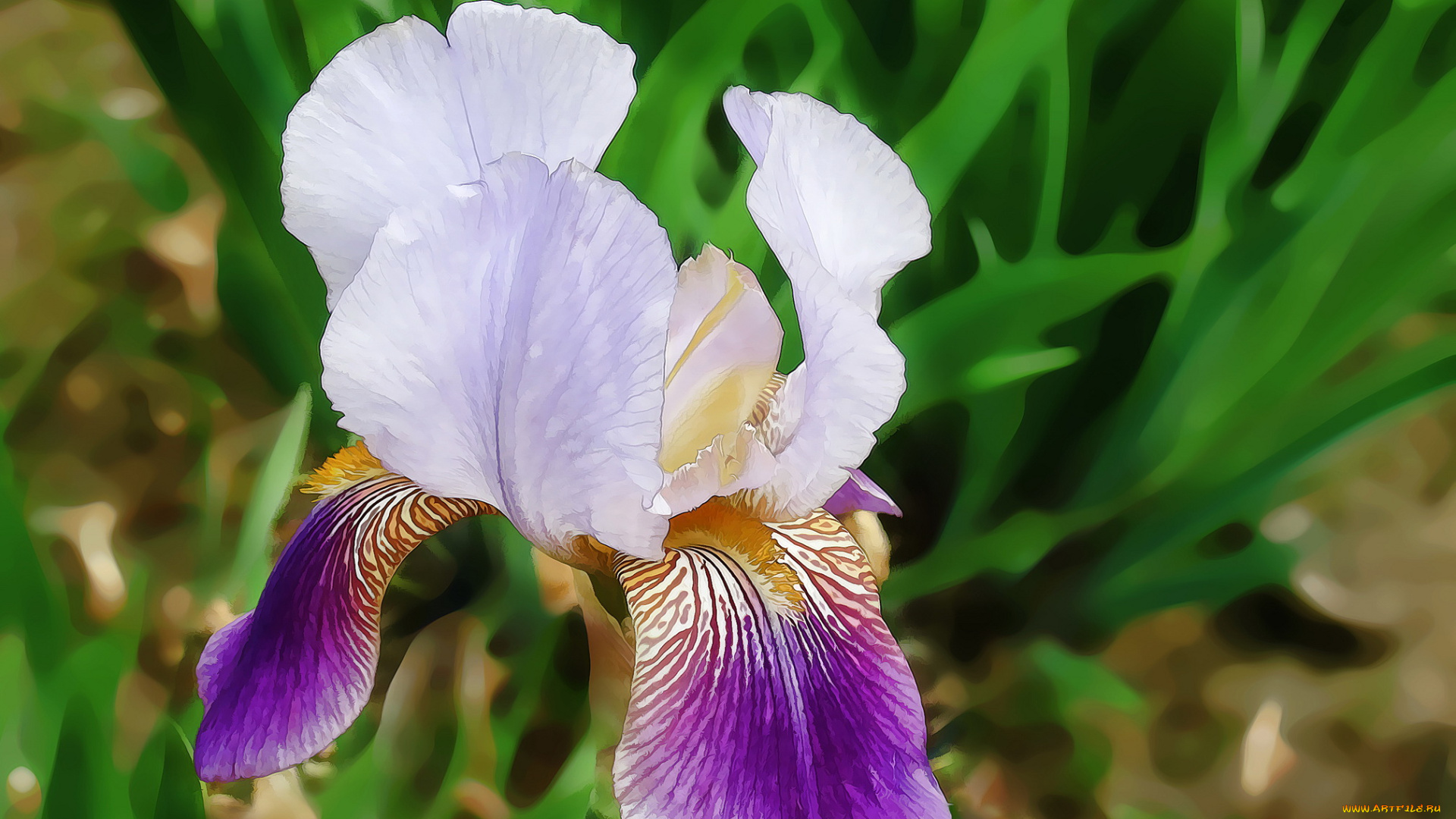 разное, компьютерный, дизайн, ирис, цветы