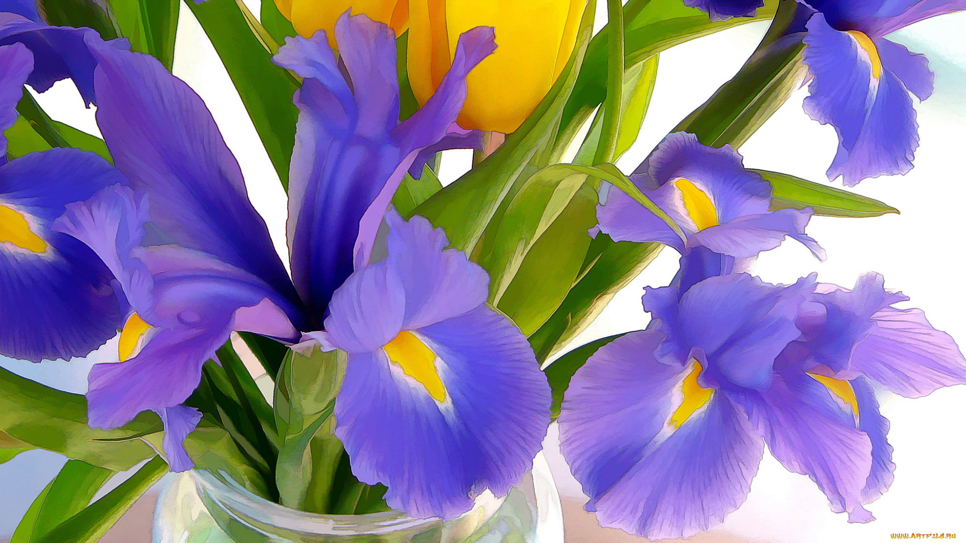 рисованные, цветы, ирис