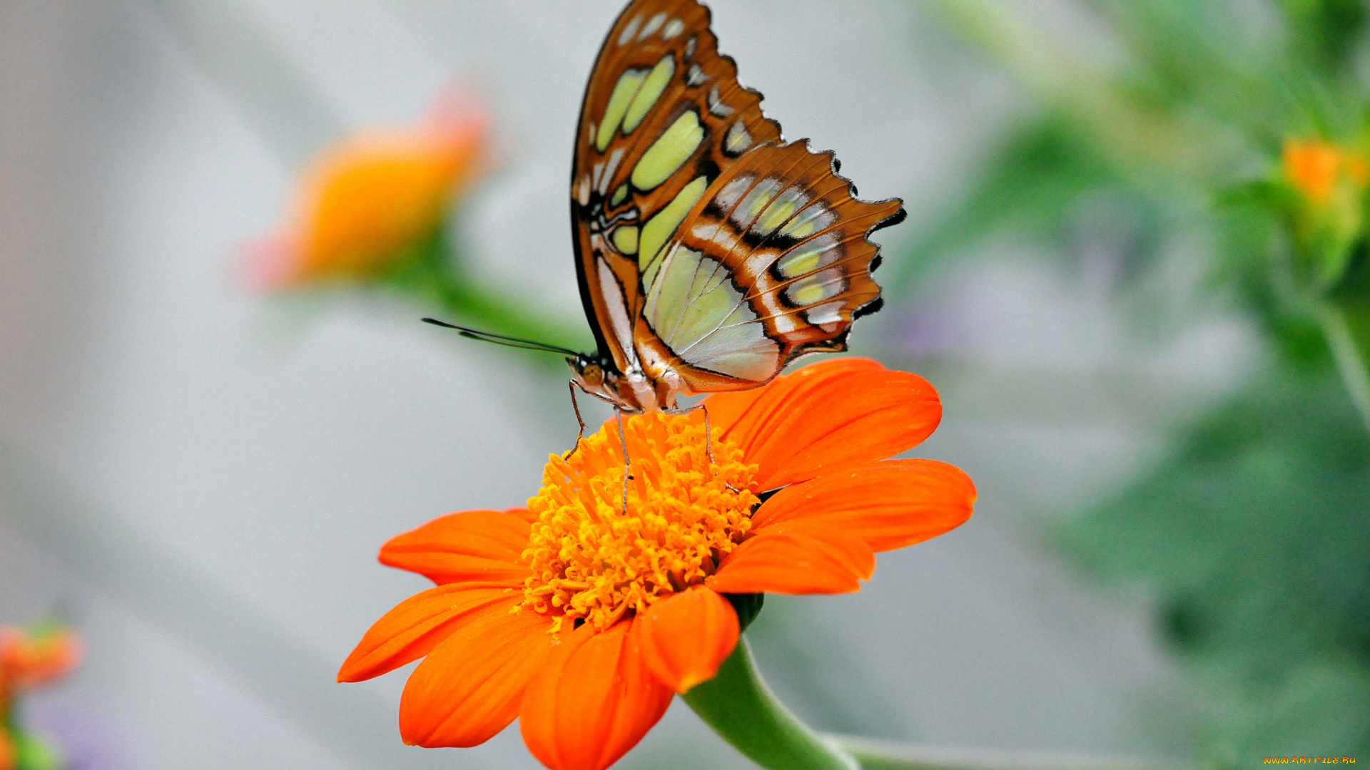 животные, бабочки, бабочка