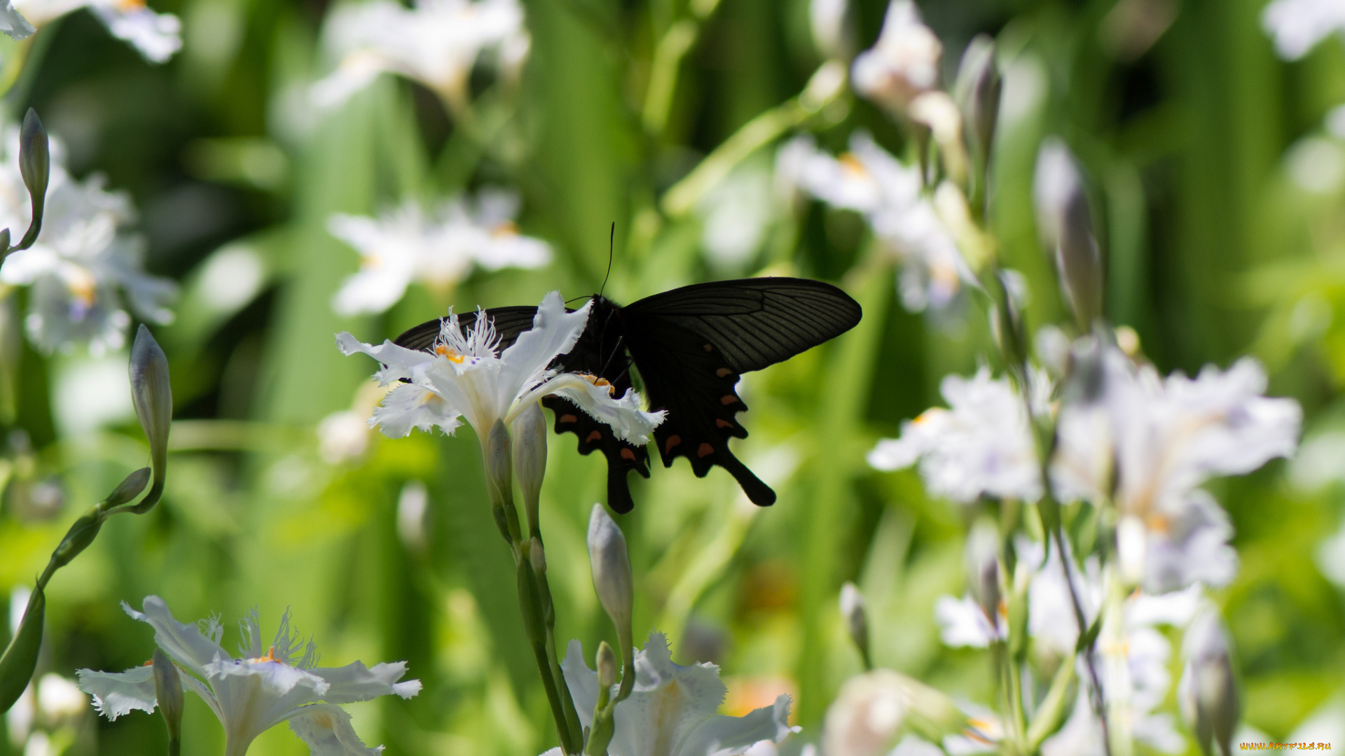 животные, бабочки, цветы, бабочка