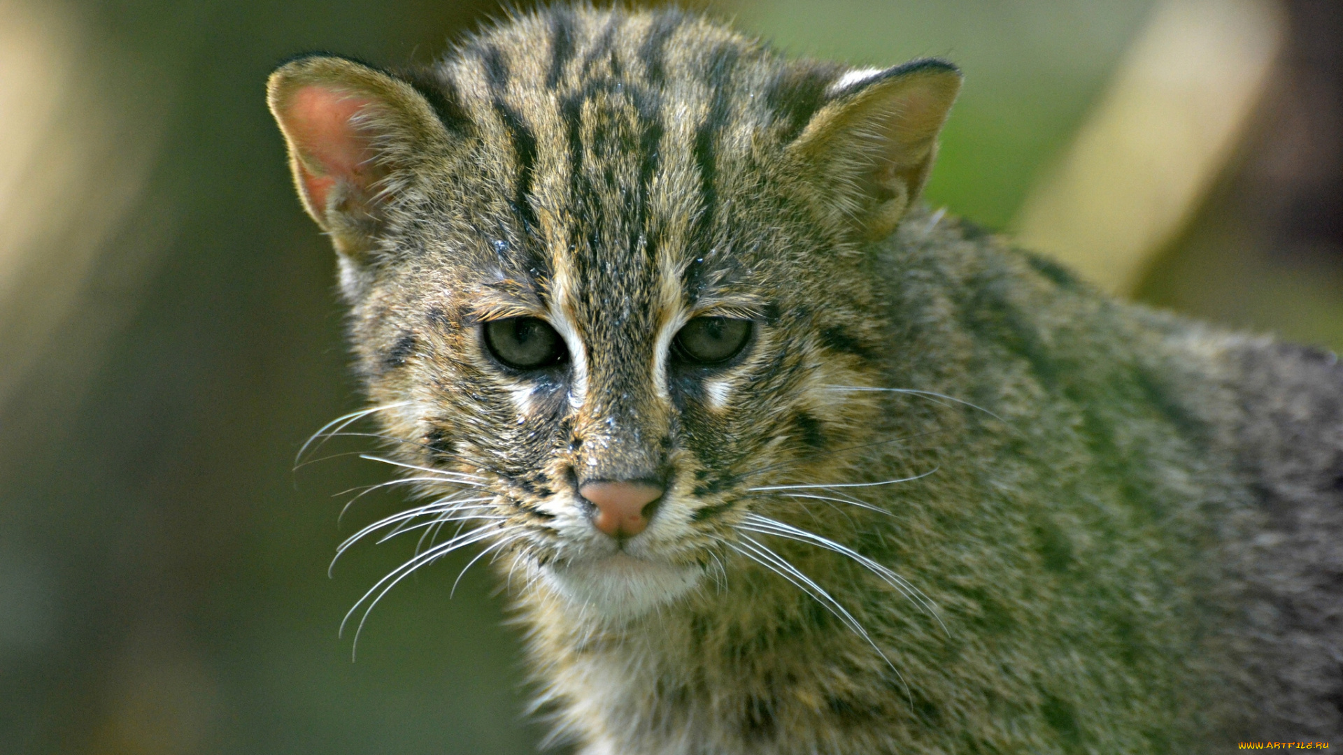 животные, дикие, кошки, котёнок, кошка-рыболов