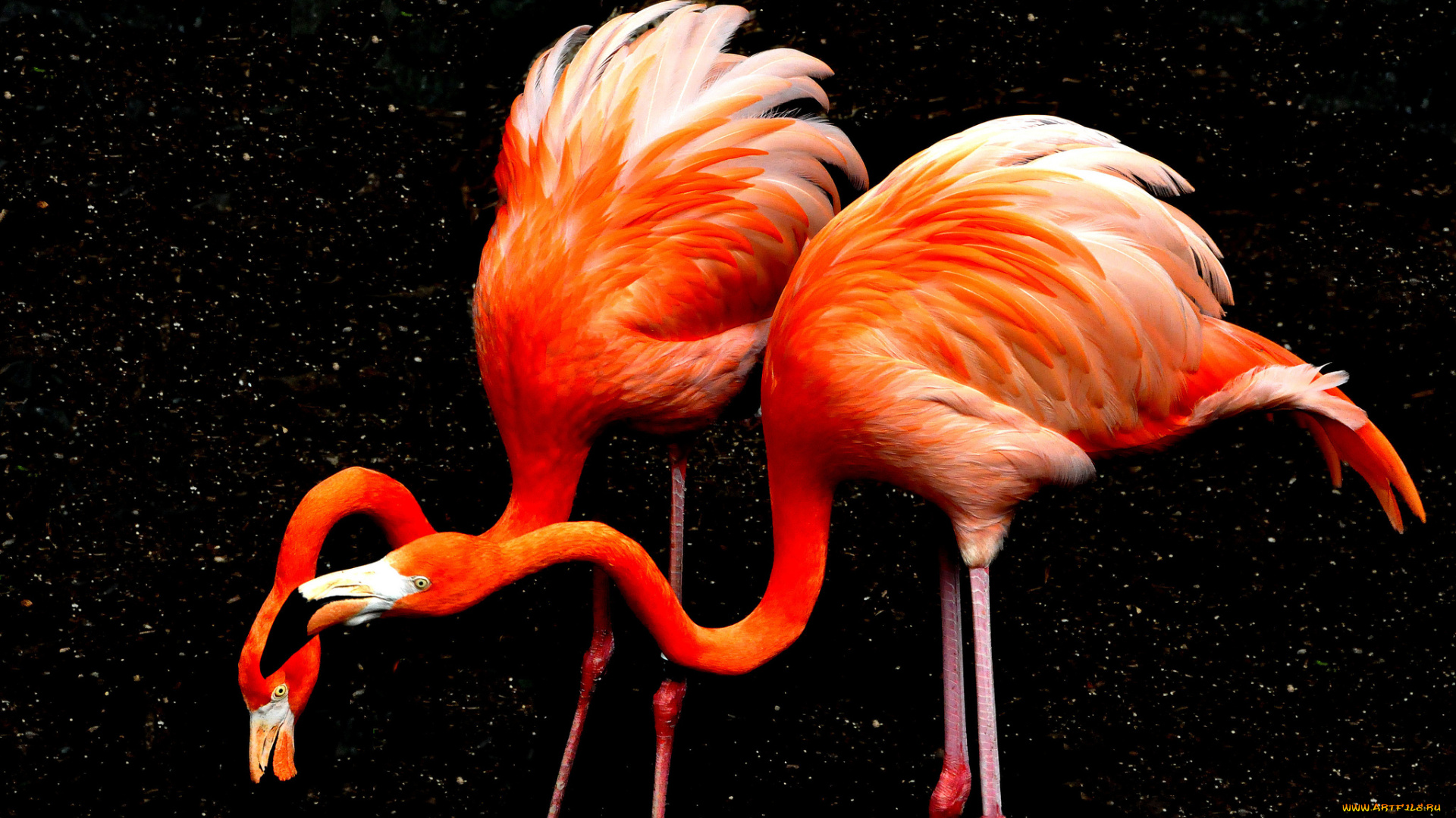 животные, фламинго