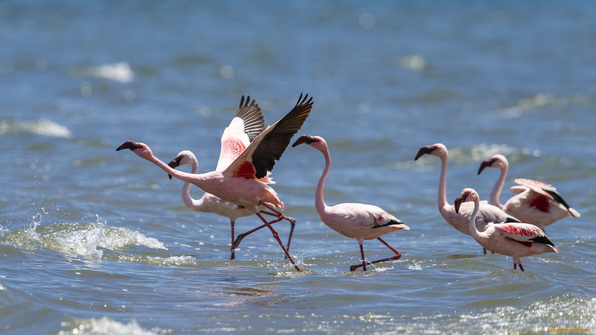 животные, фламинго, море, стая