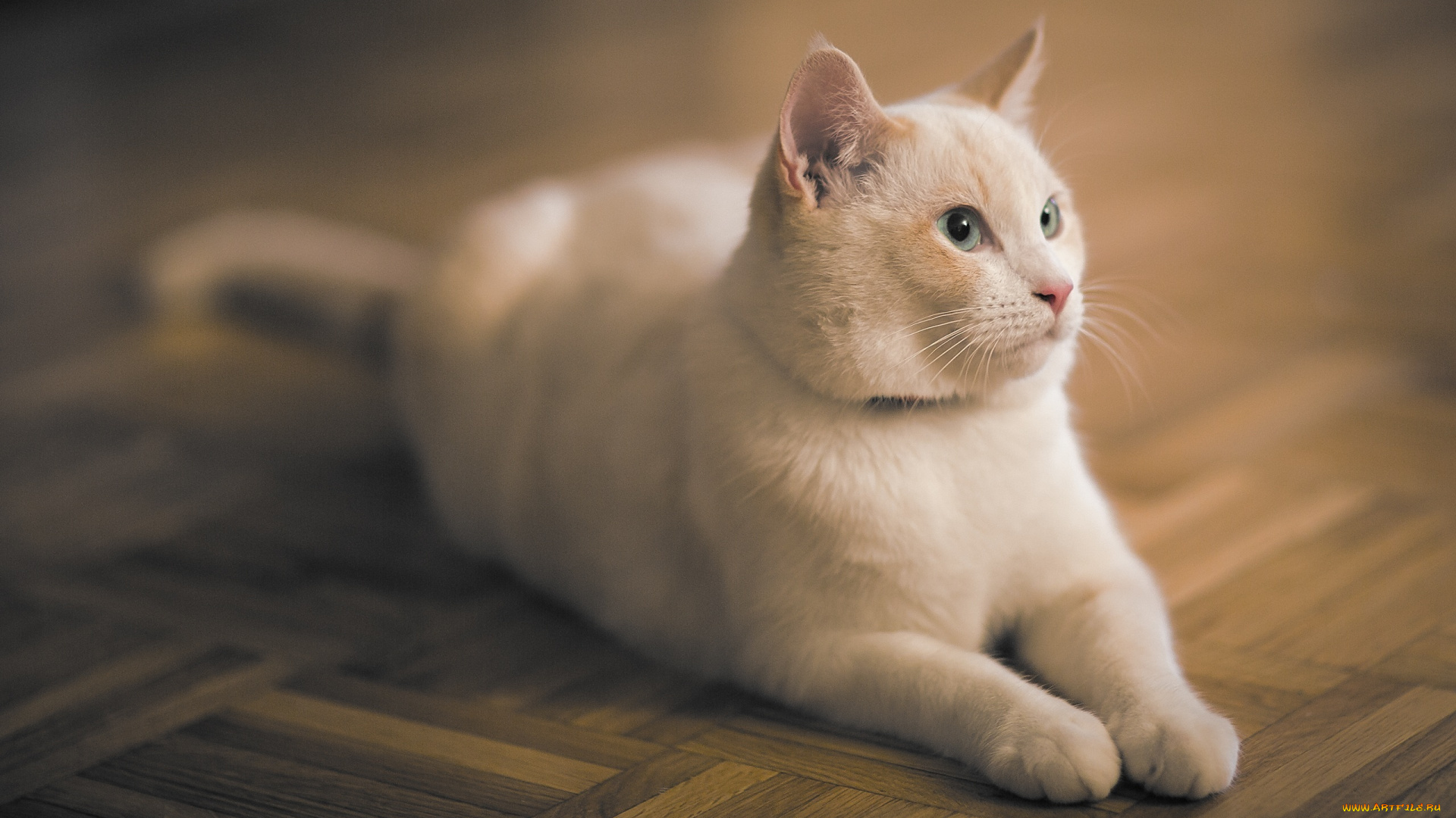 животные, коты, отдых, морда, паркет, кошка, белая, лежит