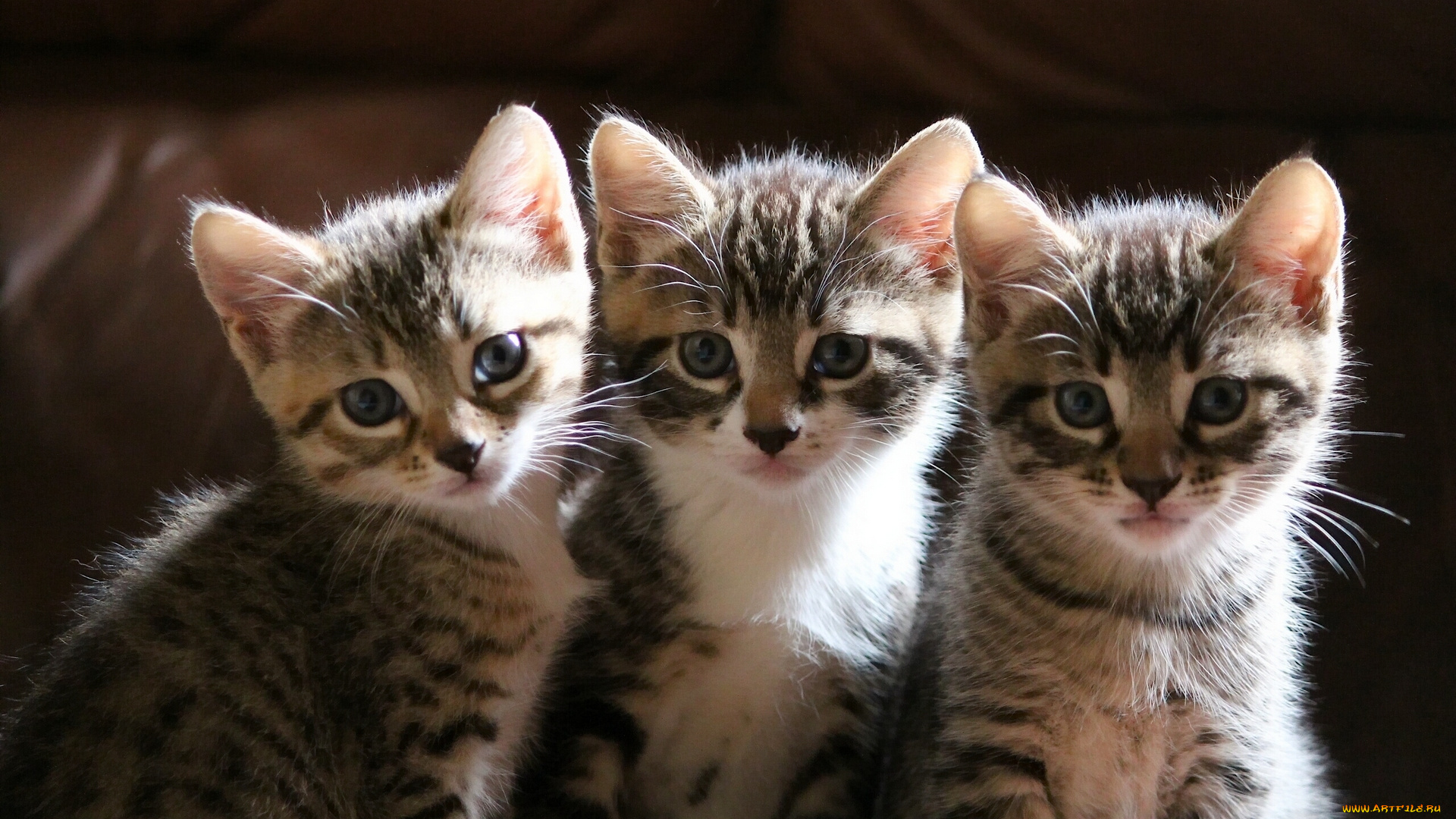животные, коты, трио, котята, троица