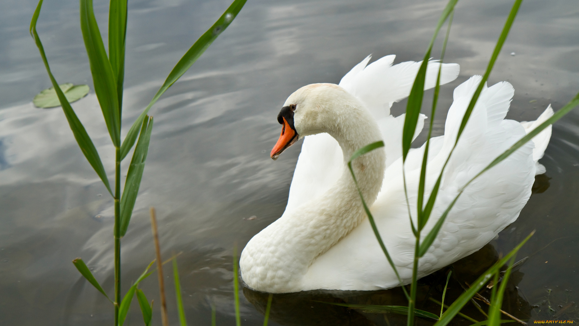 животные, лебеди, лебедь