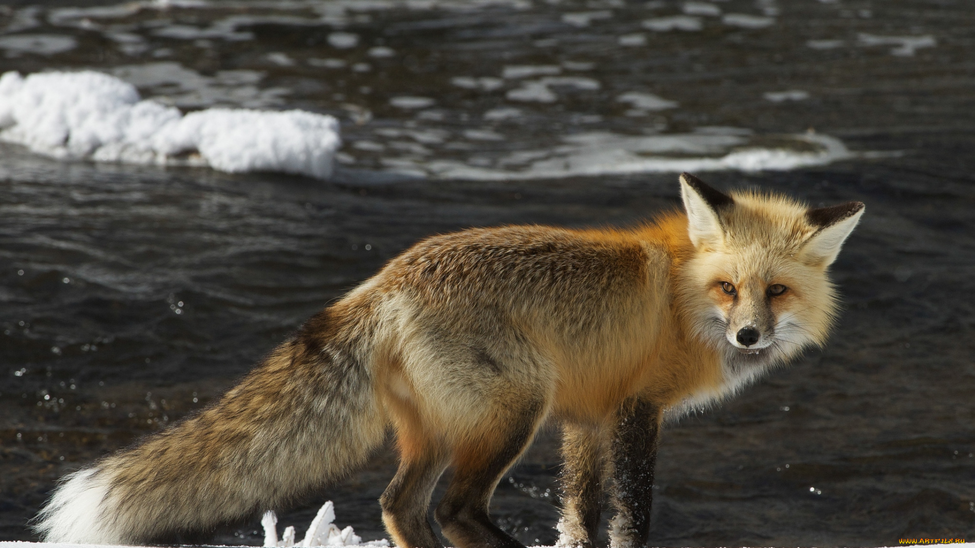 животные, лисы, рыжая
