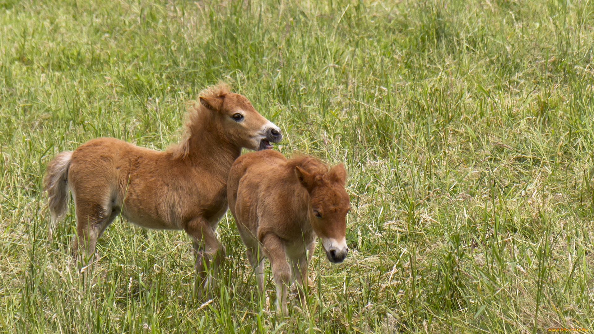 животные, лошади