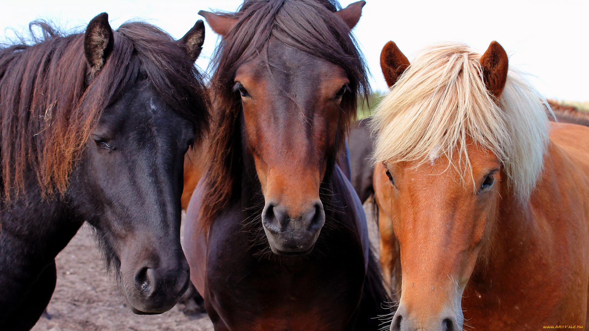 животные, лошади