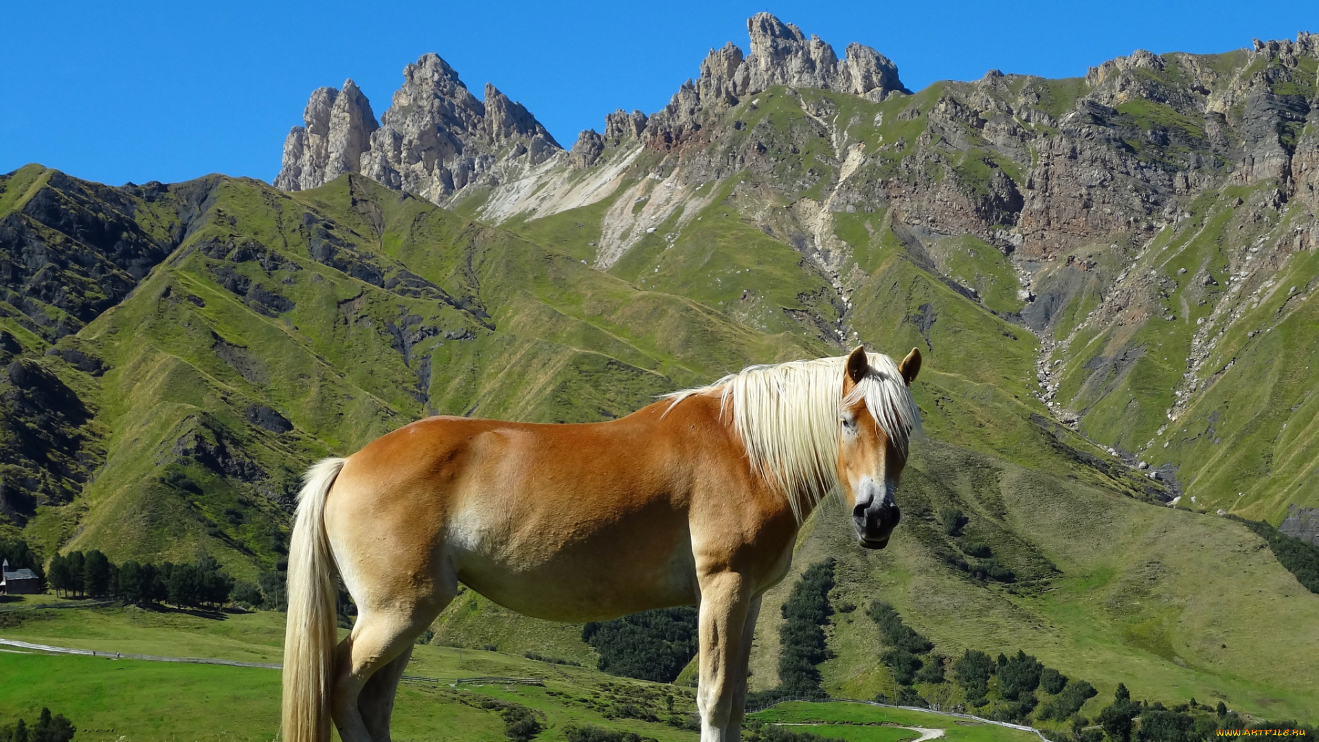 животные, лошади, лошадь, горы