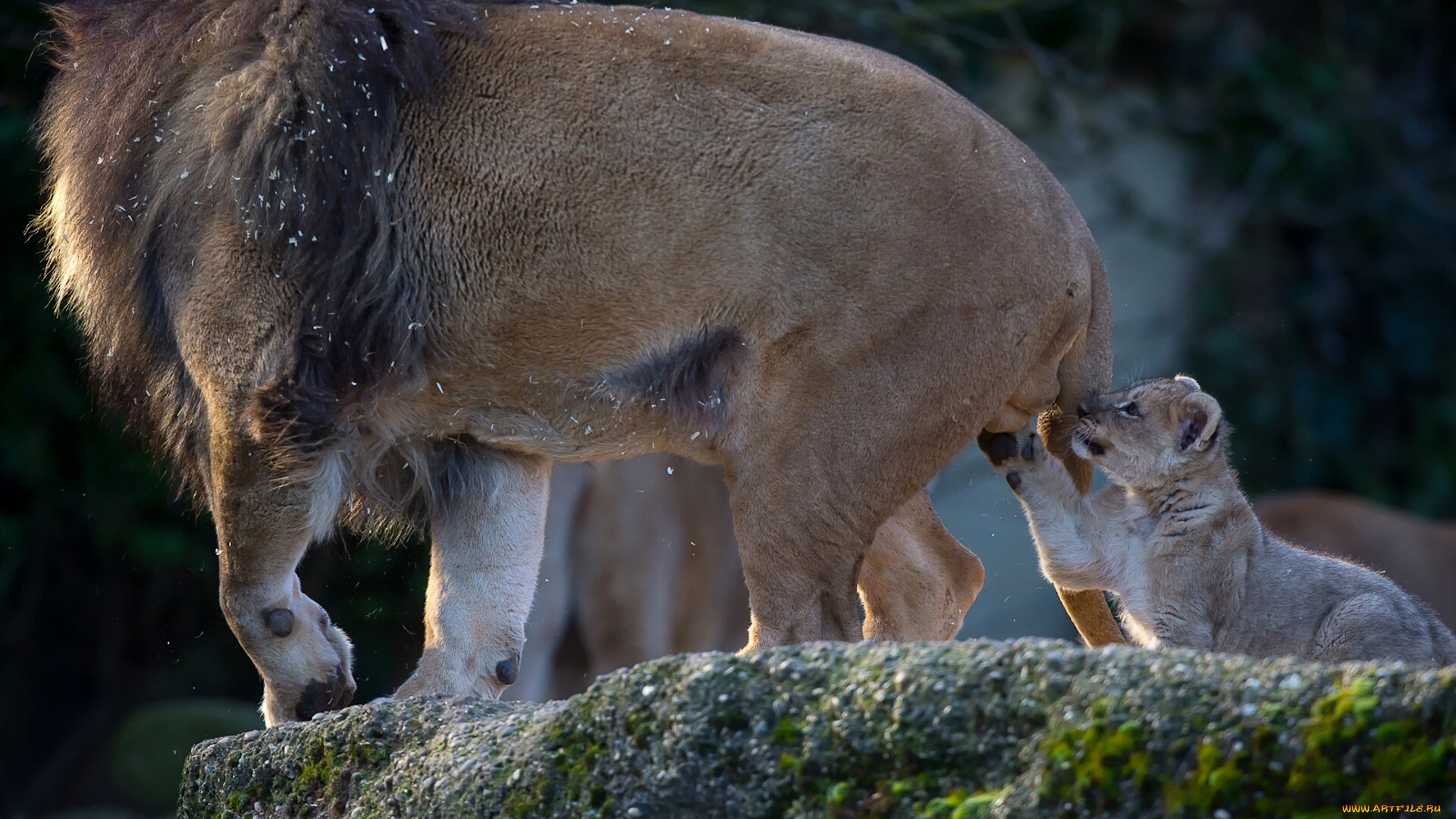 животные, львы, игрушка, львёнок, познание, любопытство, детёныш, отцовство, котёнок, лев