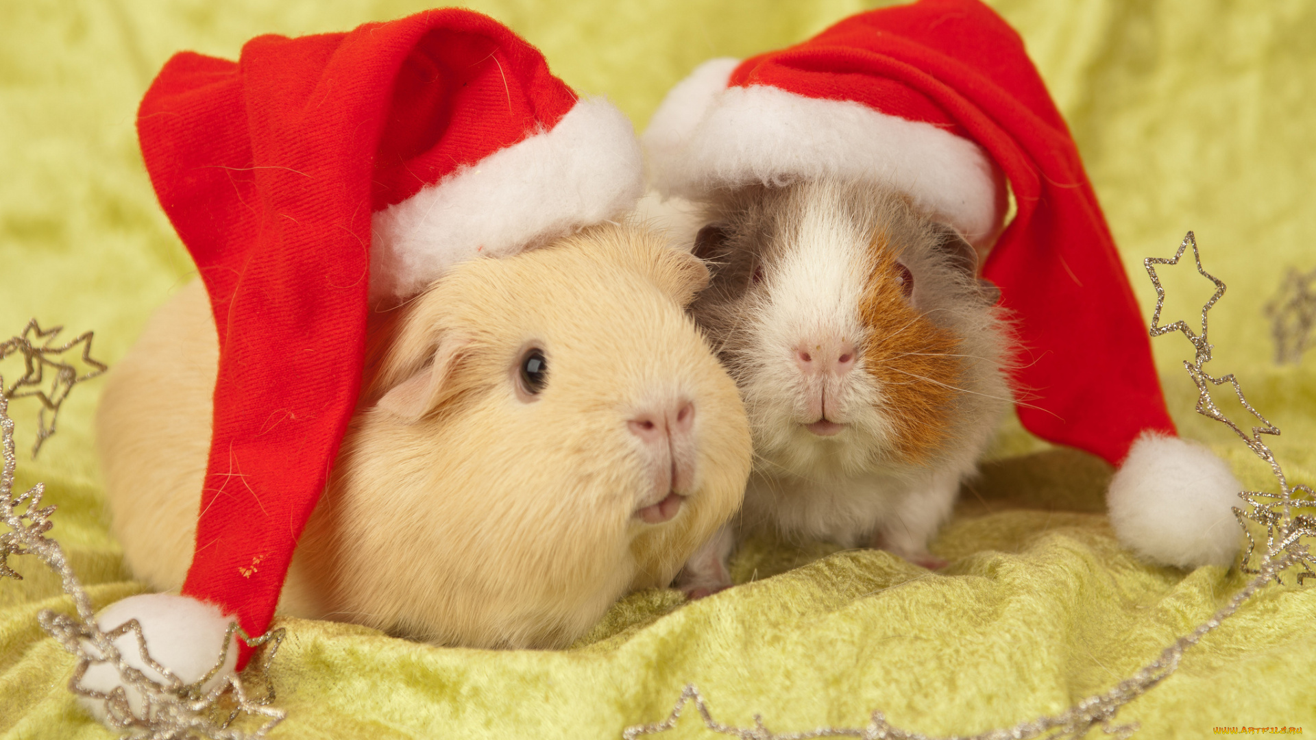 животные, морские, свинки, , хомяки, морская, свинка