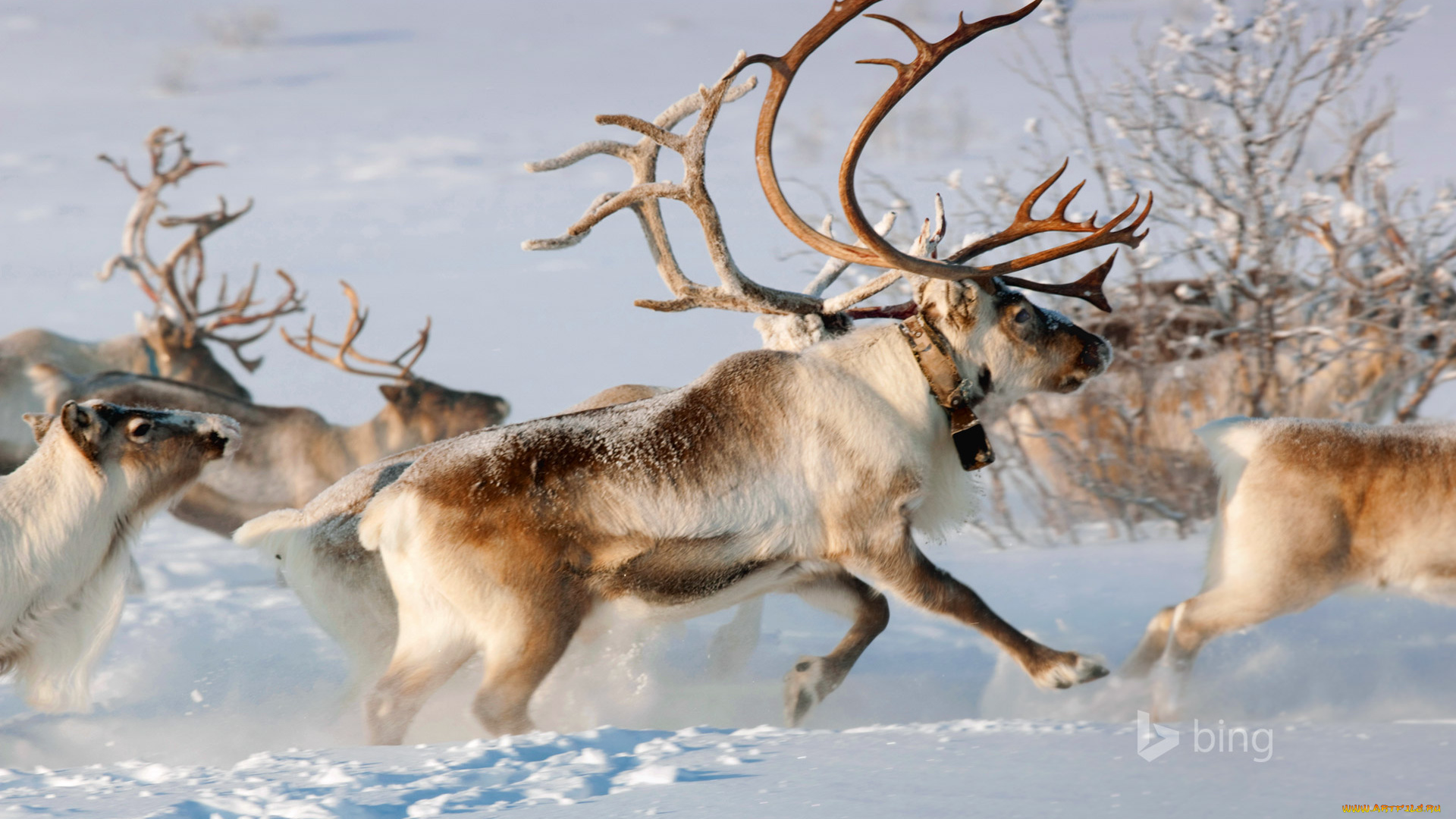 животные, олени, снег, рога