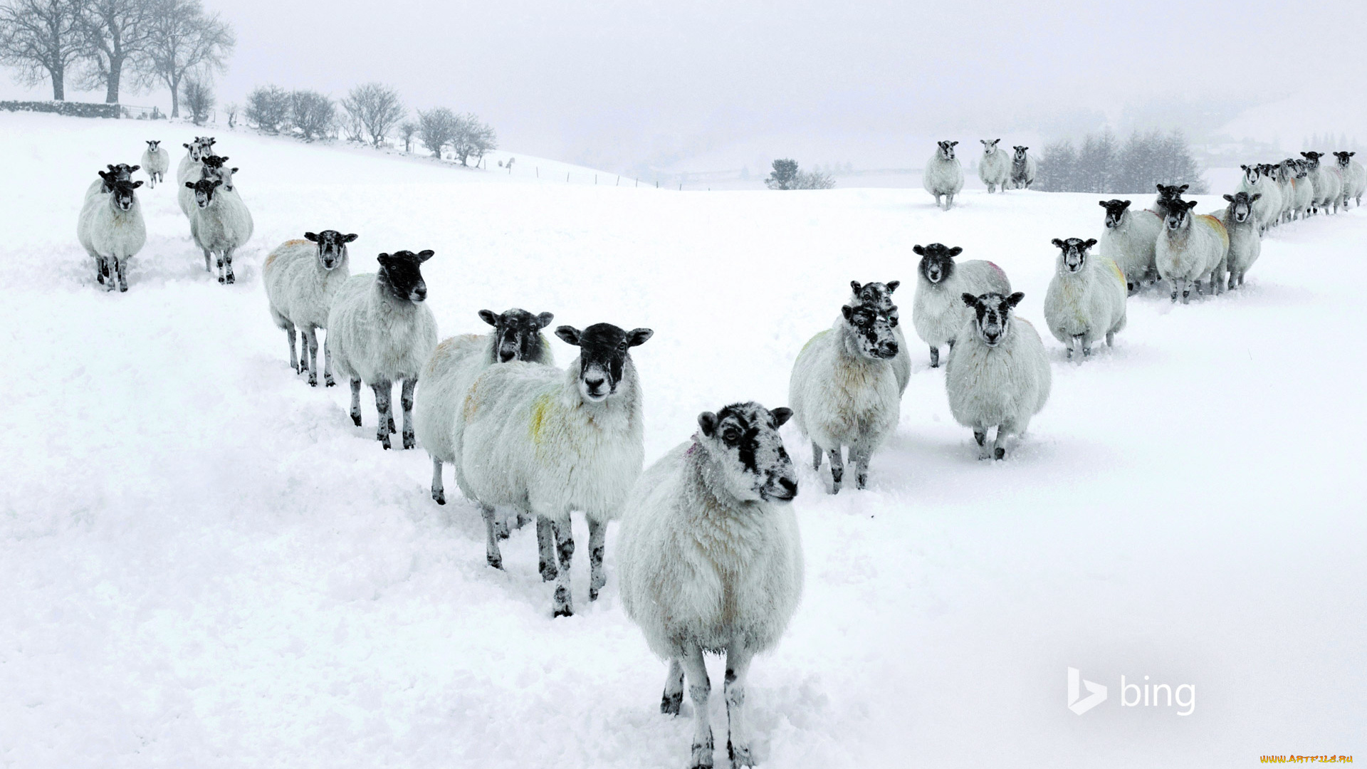 животные, овцы, , бараны, зима