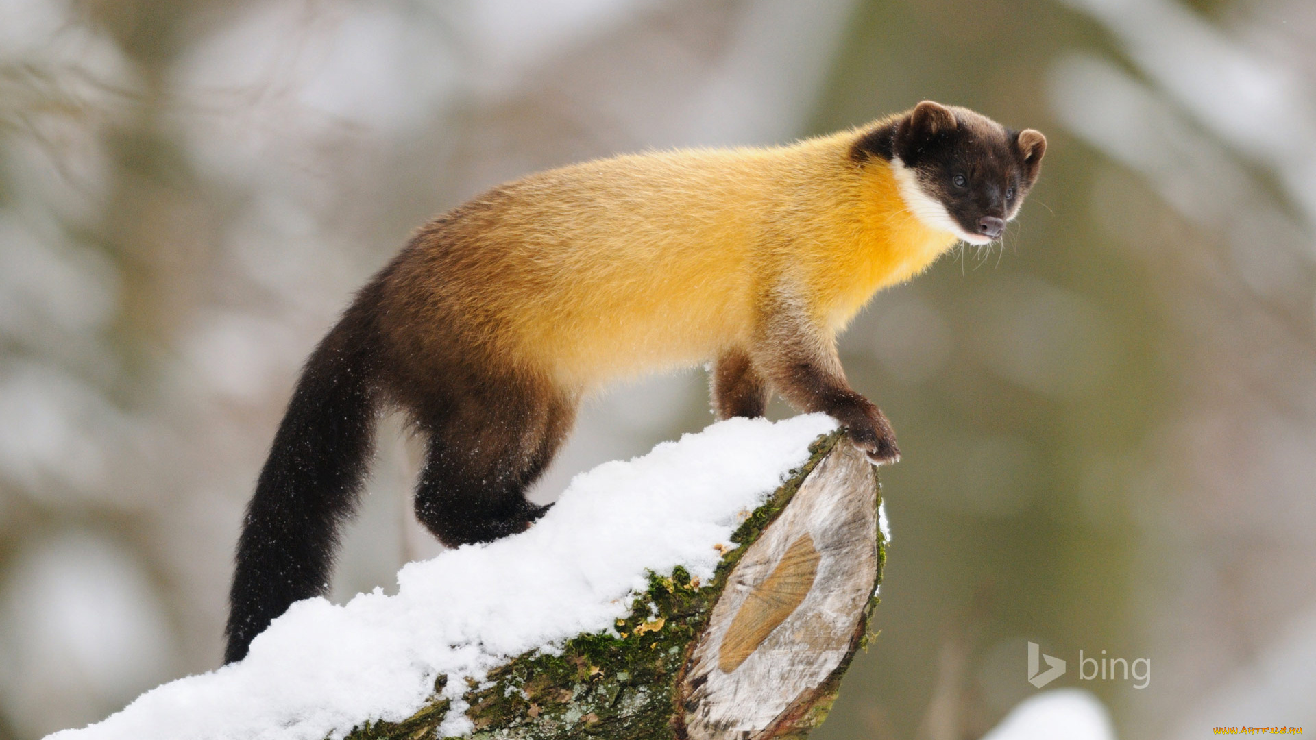 животные, песцы, взгляд