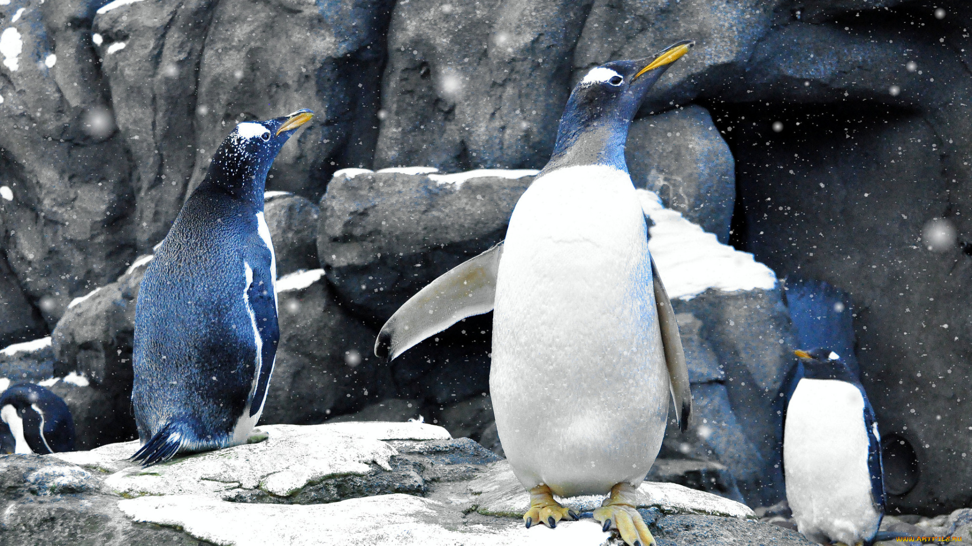 животные, пингвины