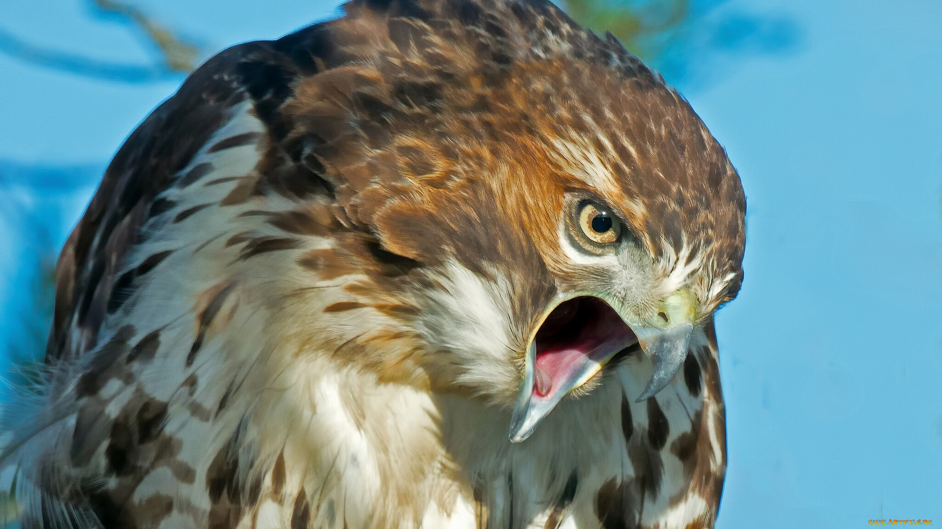 животные, птицы, -, хищники, краснохвостый, сарыч, клюв, птица, ястреб