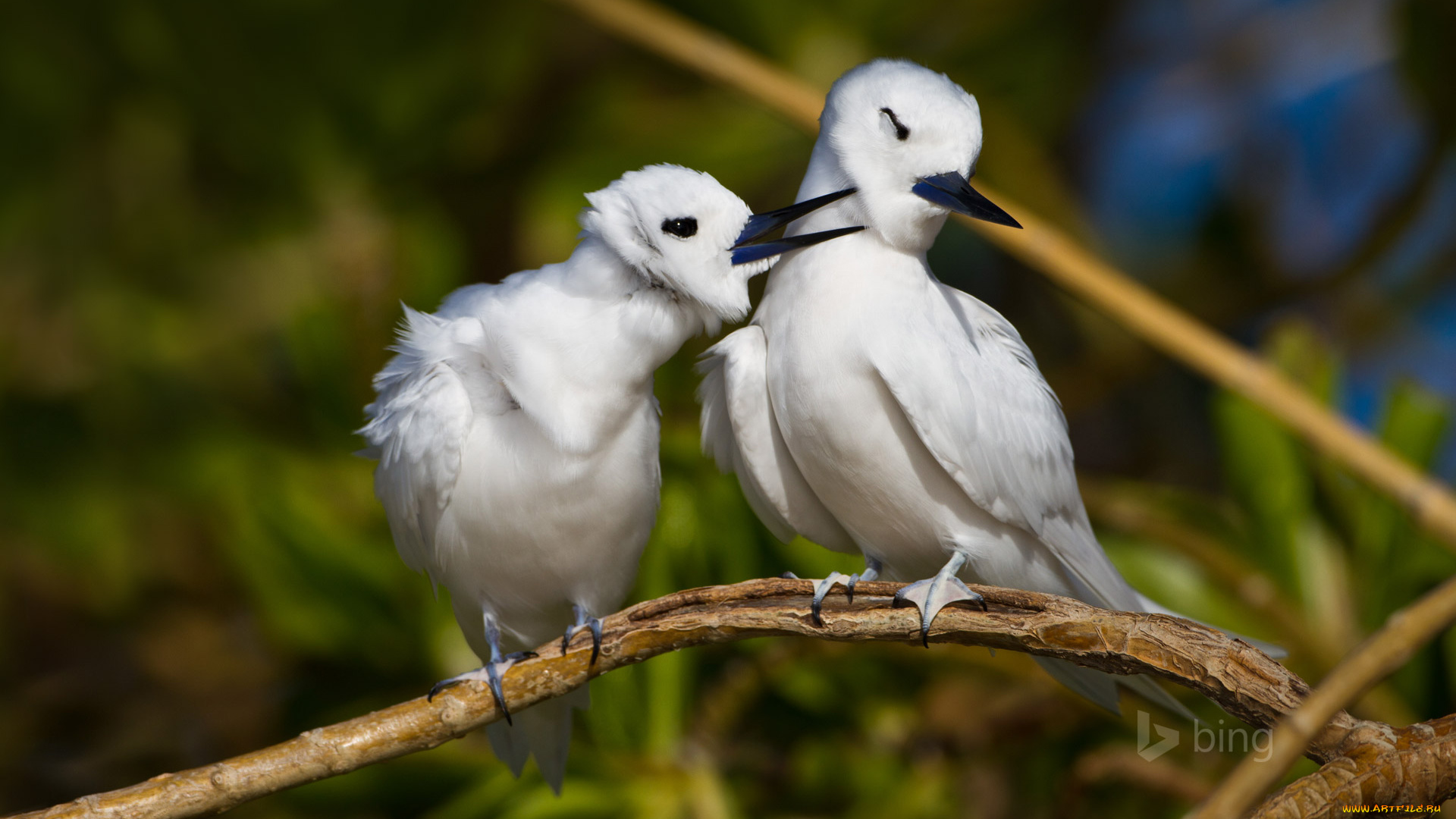 животные, птицы, ветка