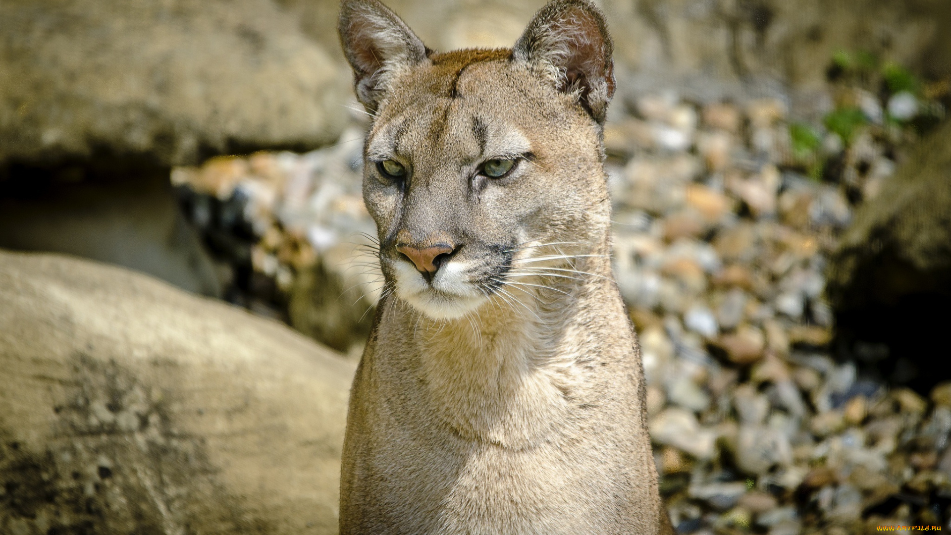 животные, пумы, кугуар, горный, лев, кошка, морда