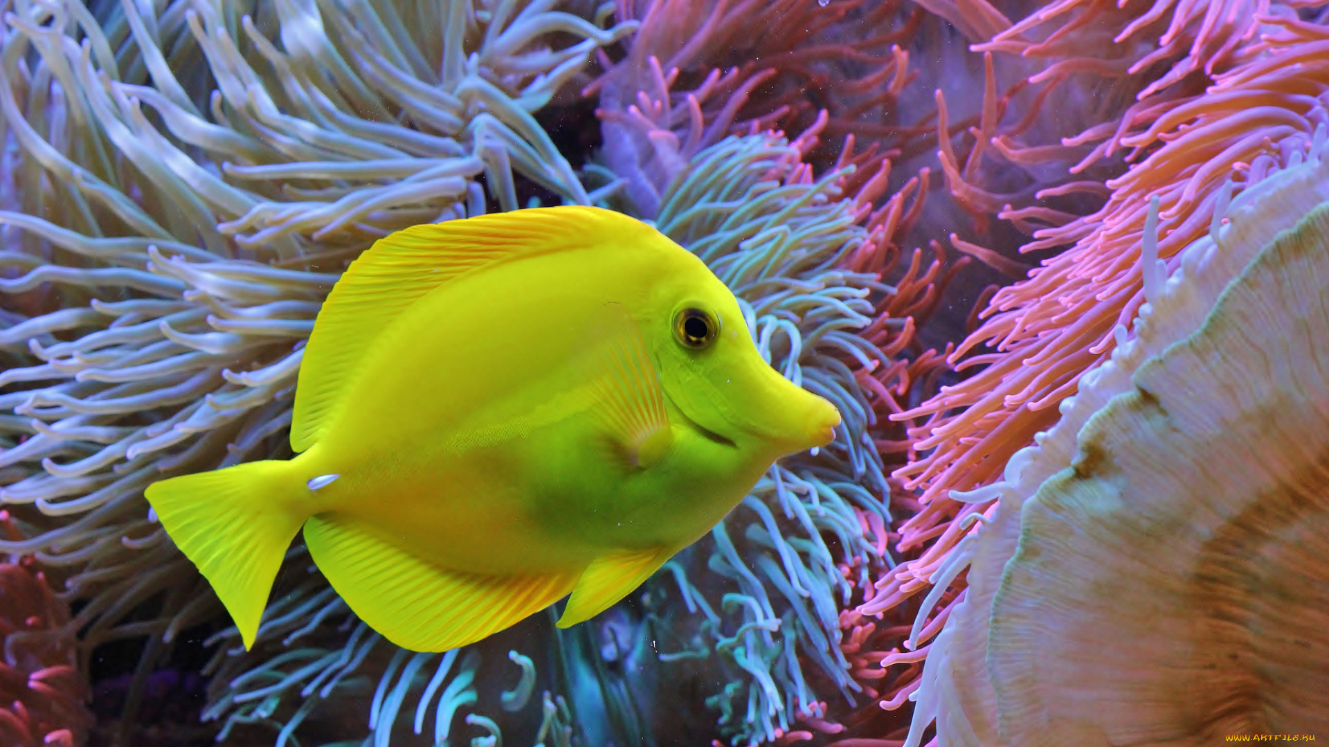 животные, рыбы, рыба