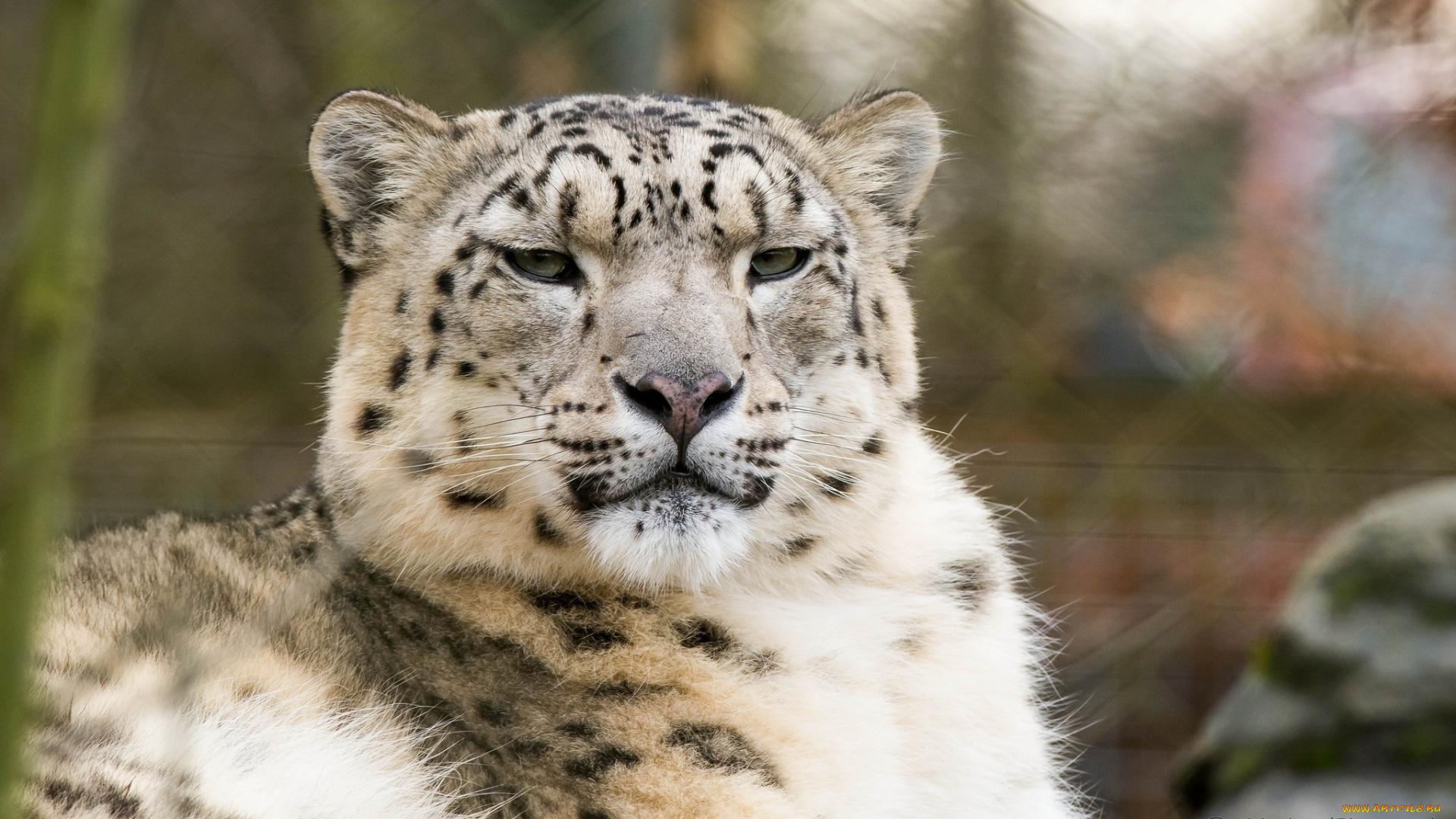 животные, снежный, барс, , ирбис, барс, морда