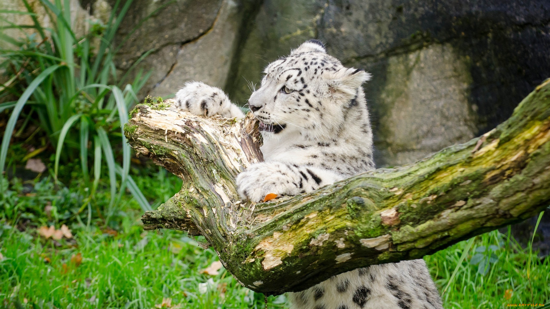 животные, снежный, барс, , ирбис, котенок, игра, бревно, кошка, детеныш, барс