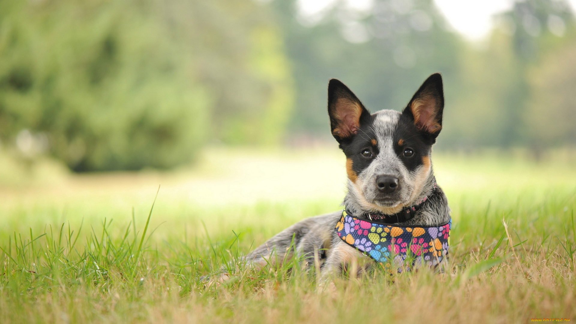 животные, собаки, лето, собака