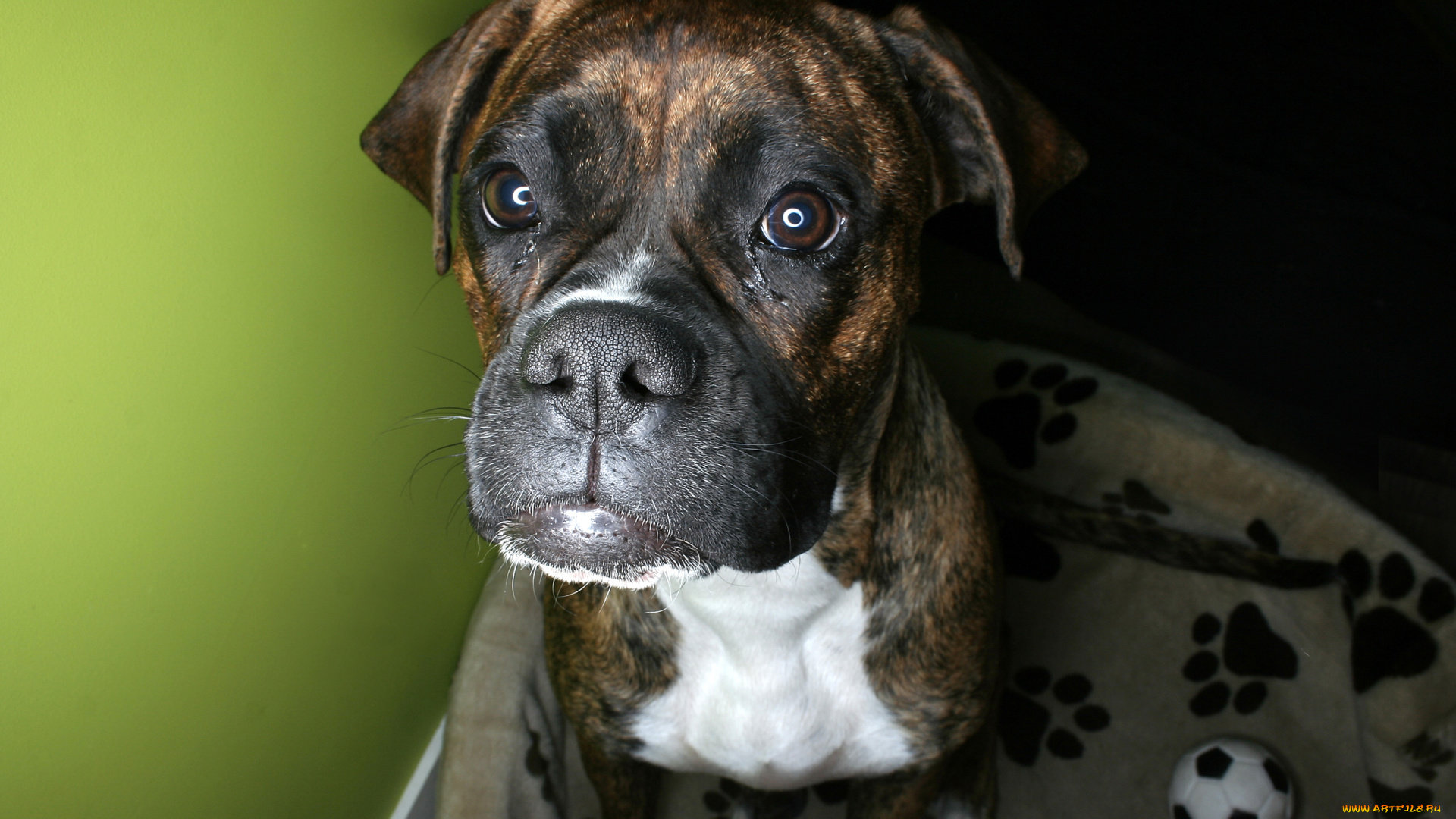 животные, собаки, мячик