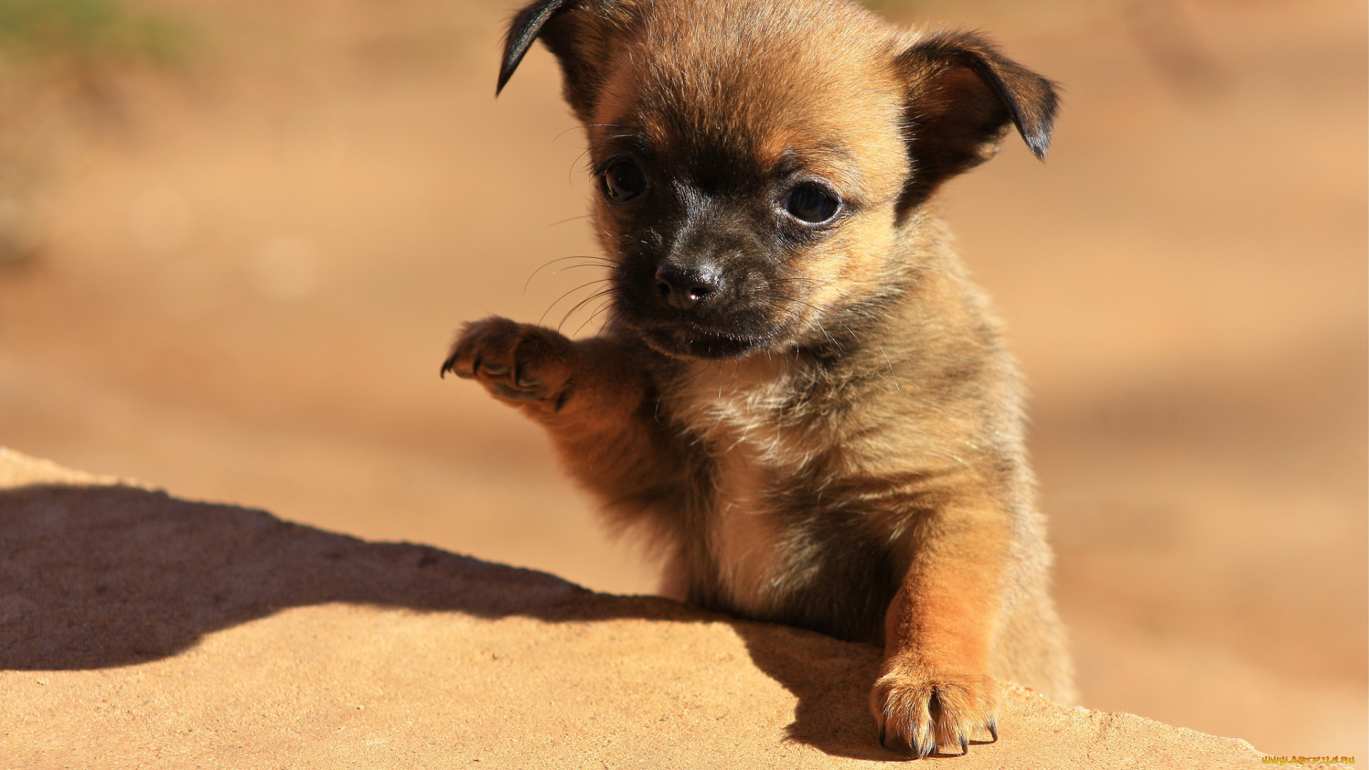 животные, собаки, щенок