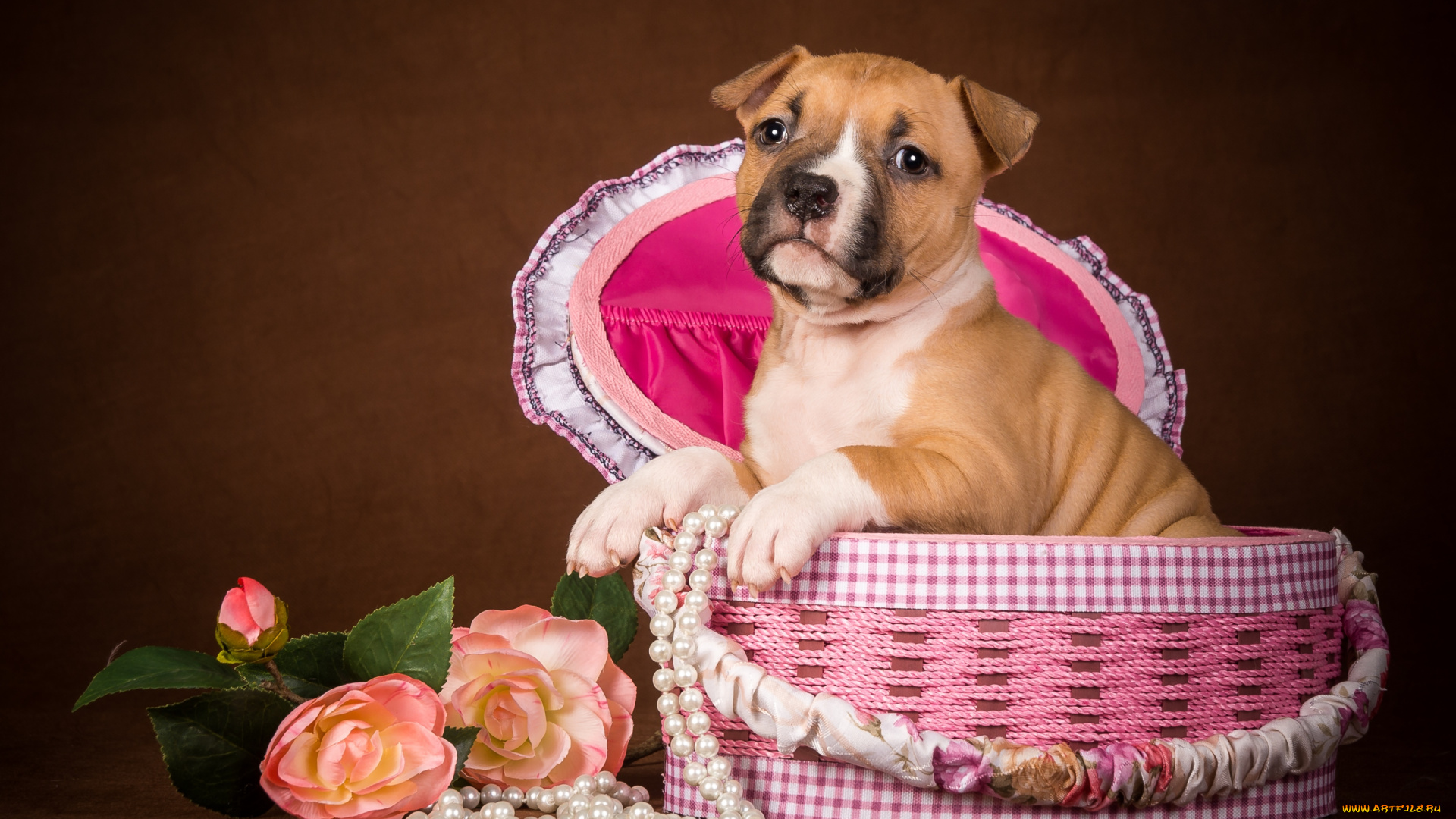 животные, собаки, щенок, цветы, коробка