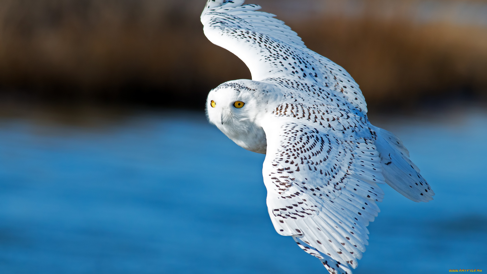 животные, совы, белая, сова, крылья, полёт, птица, полярная