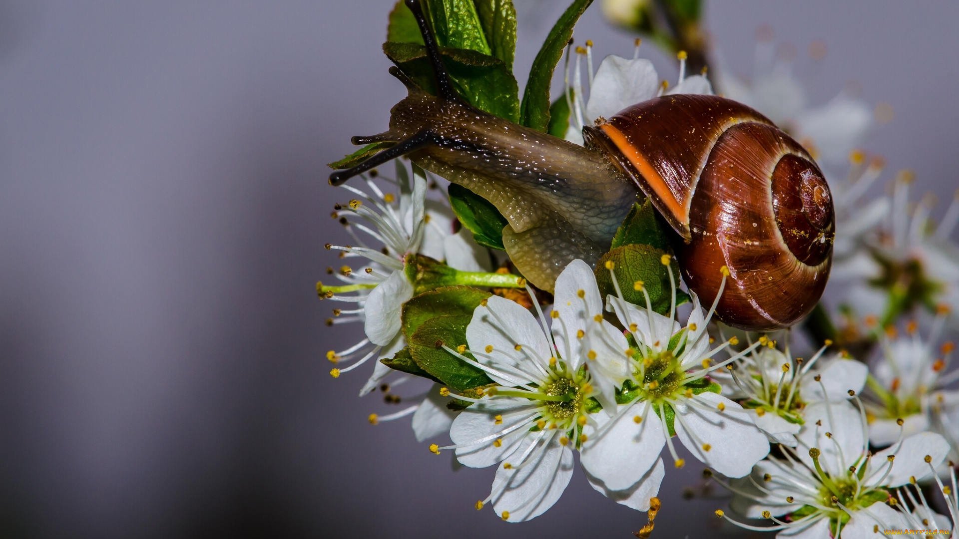животные, улитки, улитка, цветы, макро